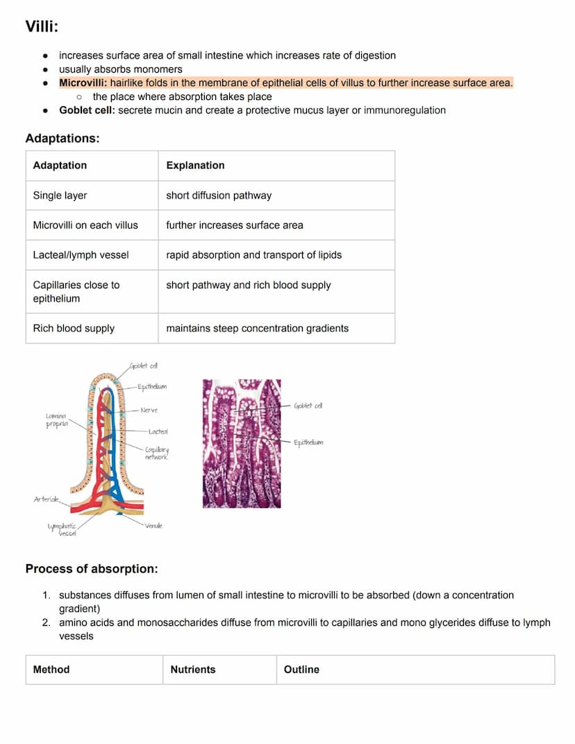 C6.1 Digestion
• Digestion: breakdown of large insoluble molecules into smaller soluble molecules
• Absorption: taking in of nutrients from 