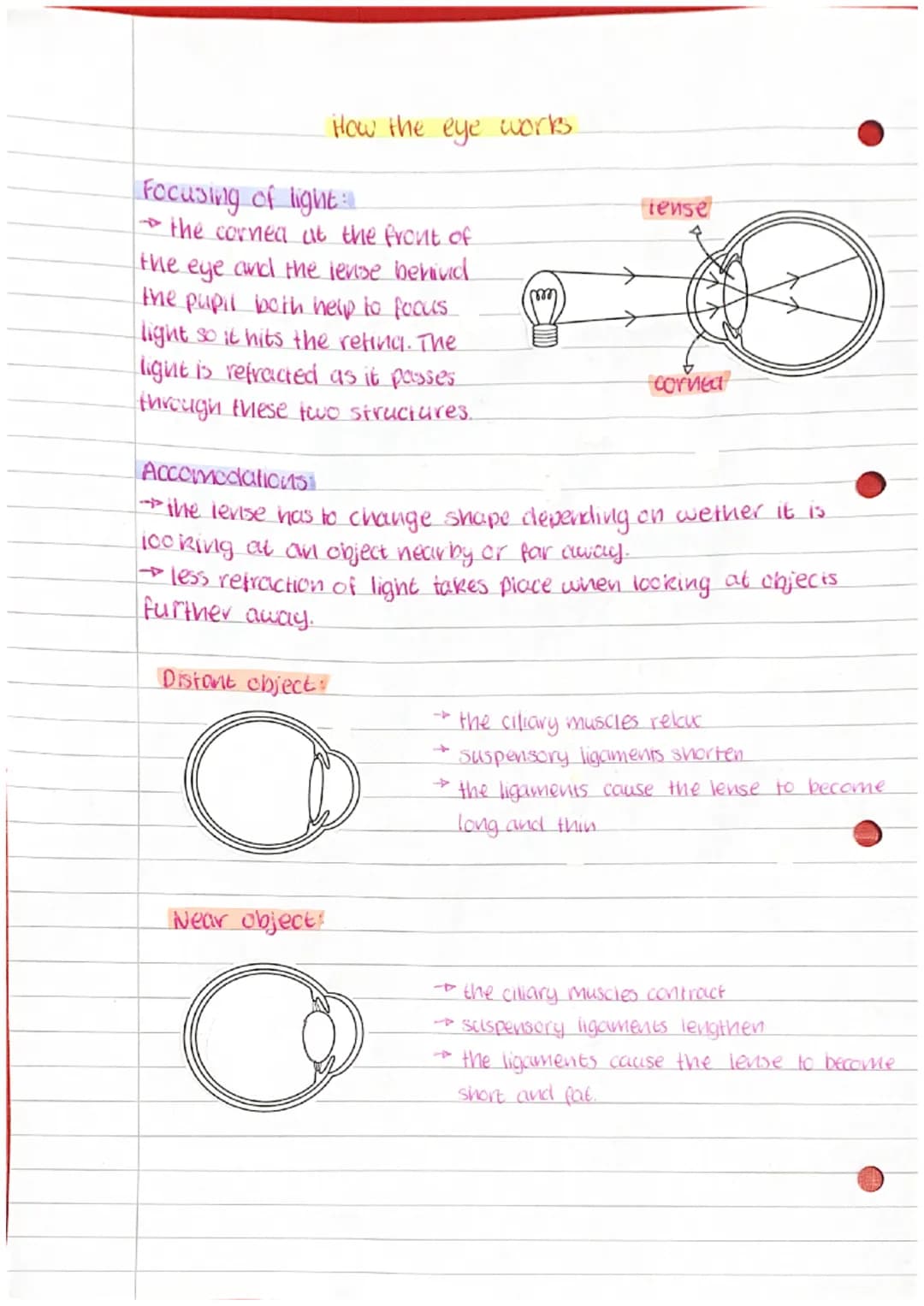 Focusing of light:
→ the cornea at the front of
the eye and the lense behind.
the pupil both help to focus
light so it hits the reting. The
