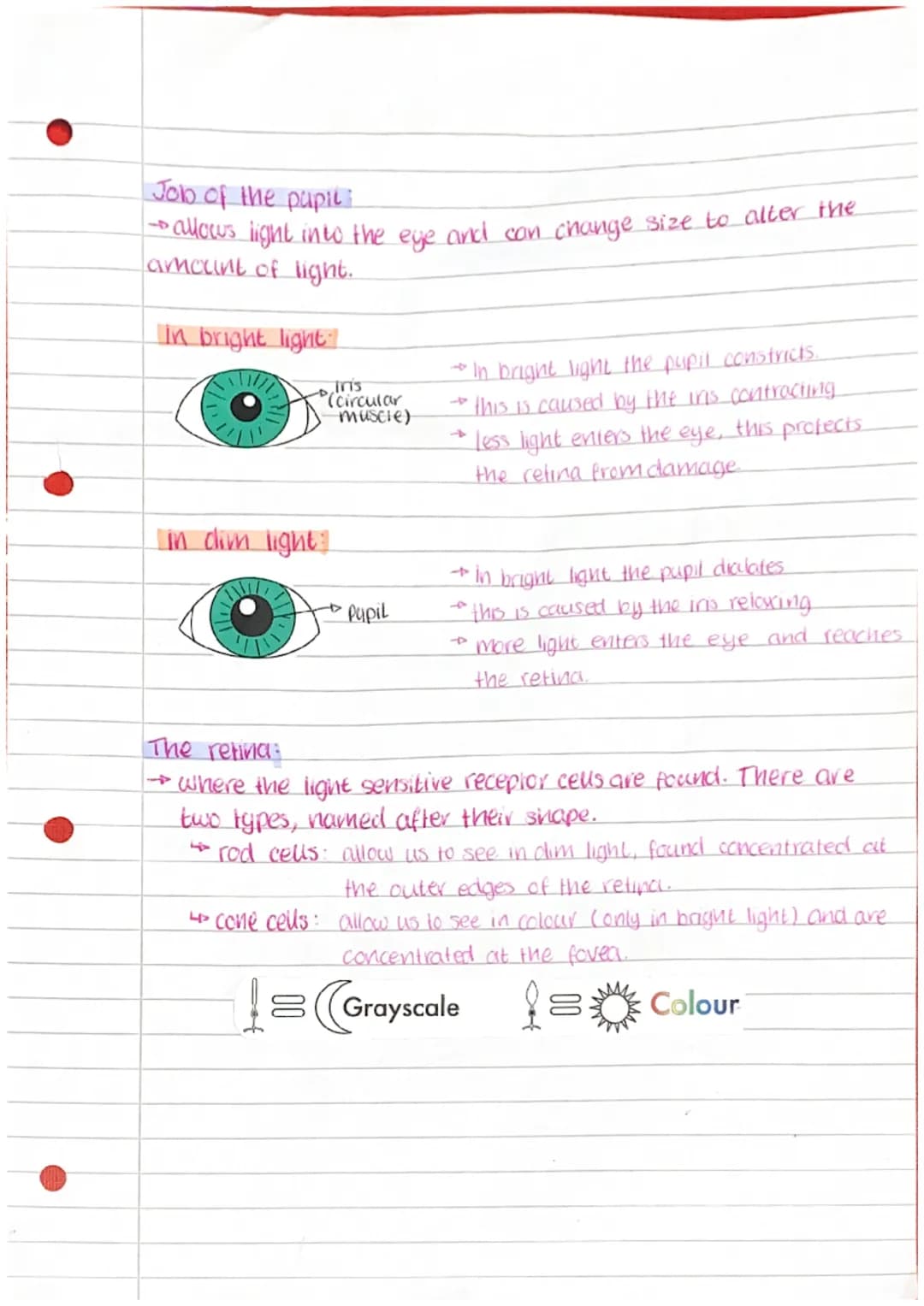 How Your Eyes Focus: Light, Cornea, Lens, and Pupil Magic