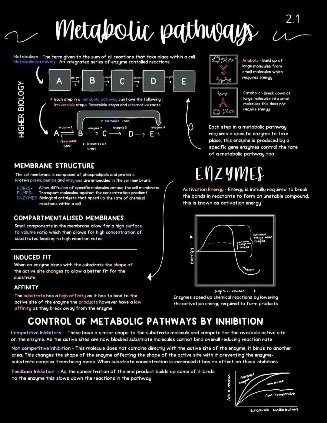 ~ Metabolic pathways
Metabolism - The term given to the sum of all reactions that take place within a cell.
Metabolic pathway - An integrate