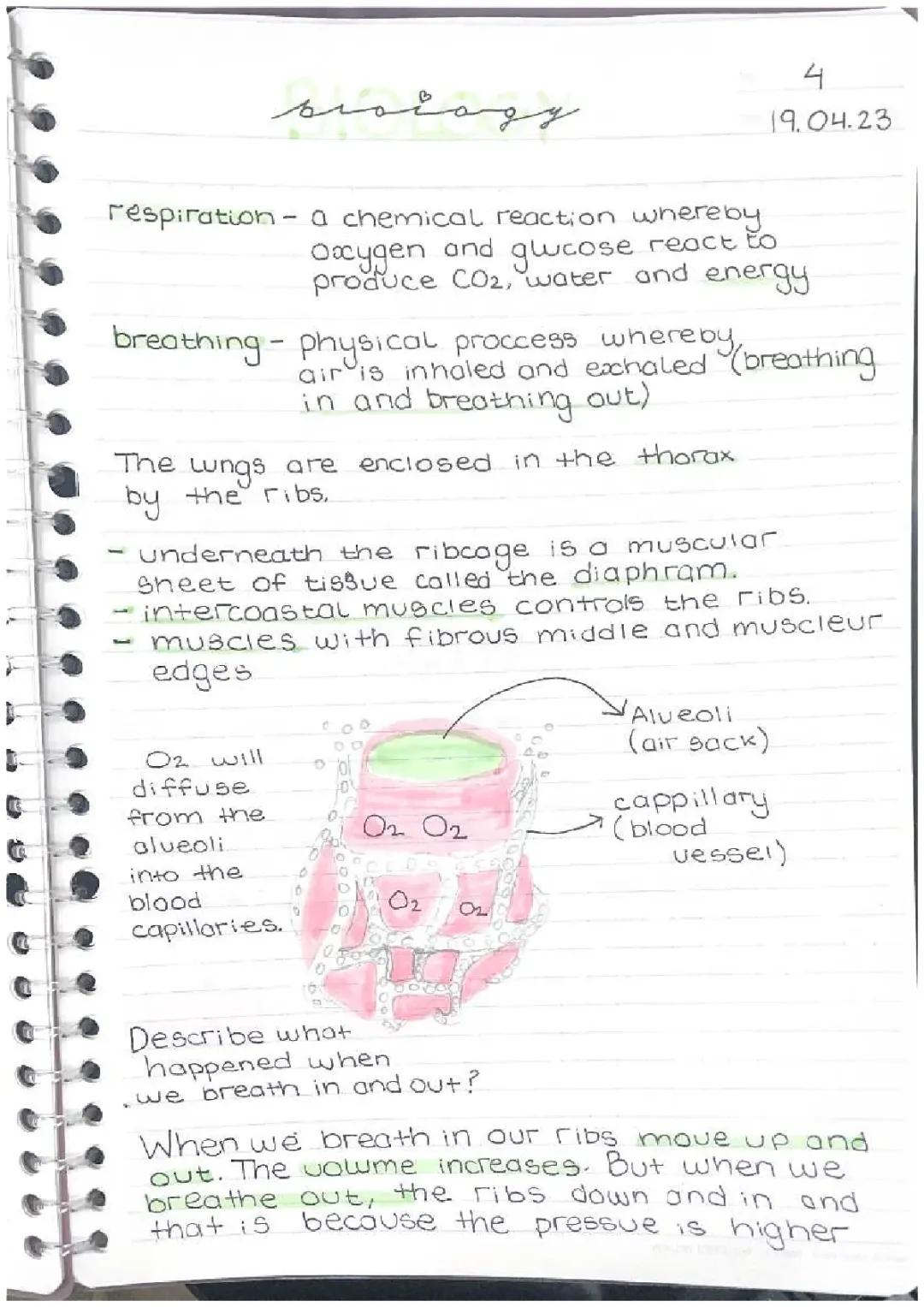 How Your Breathing Works: From Chemical Reactions to Alveoli and Intercostal Muscles