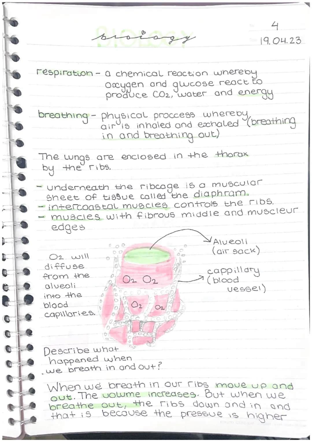 respiration - a chemical reaction whereby
Oxygen glucose react to
produce CO₂, water and energy
and
breathing - physical proccess whereby
مه