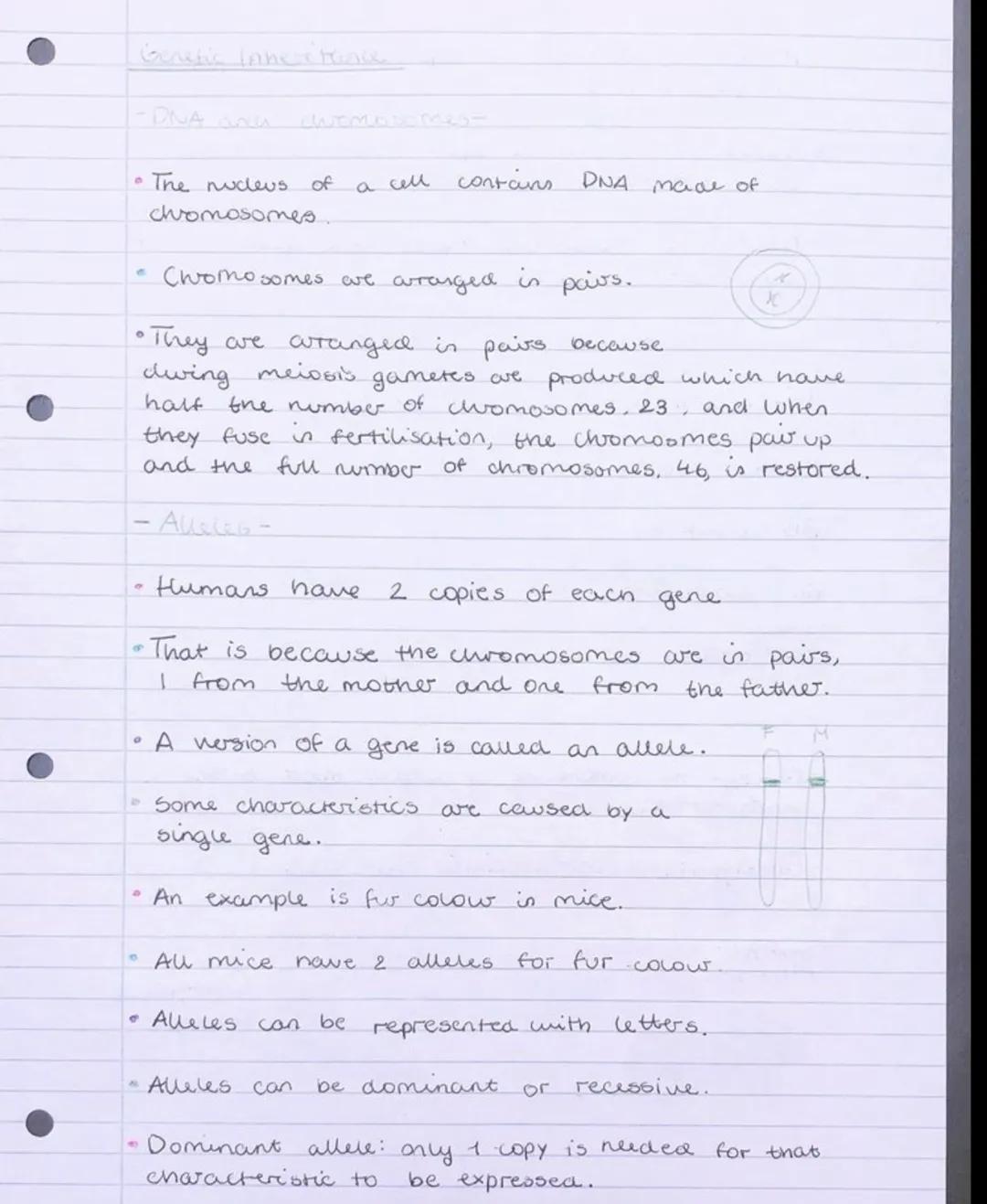 Understanding Genetic Inheritance for GCSE Biology