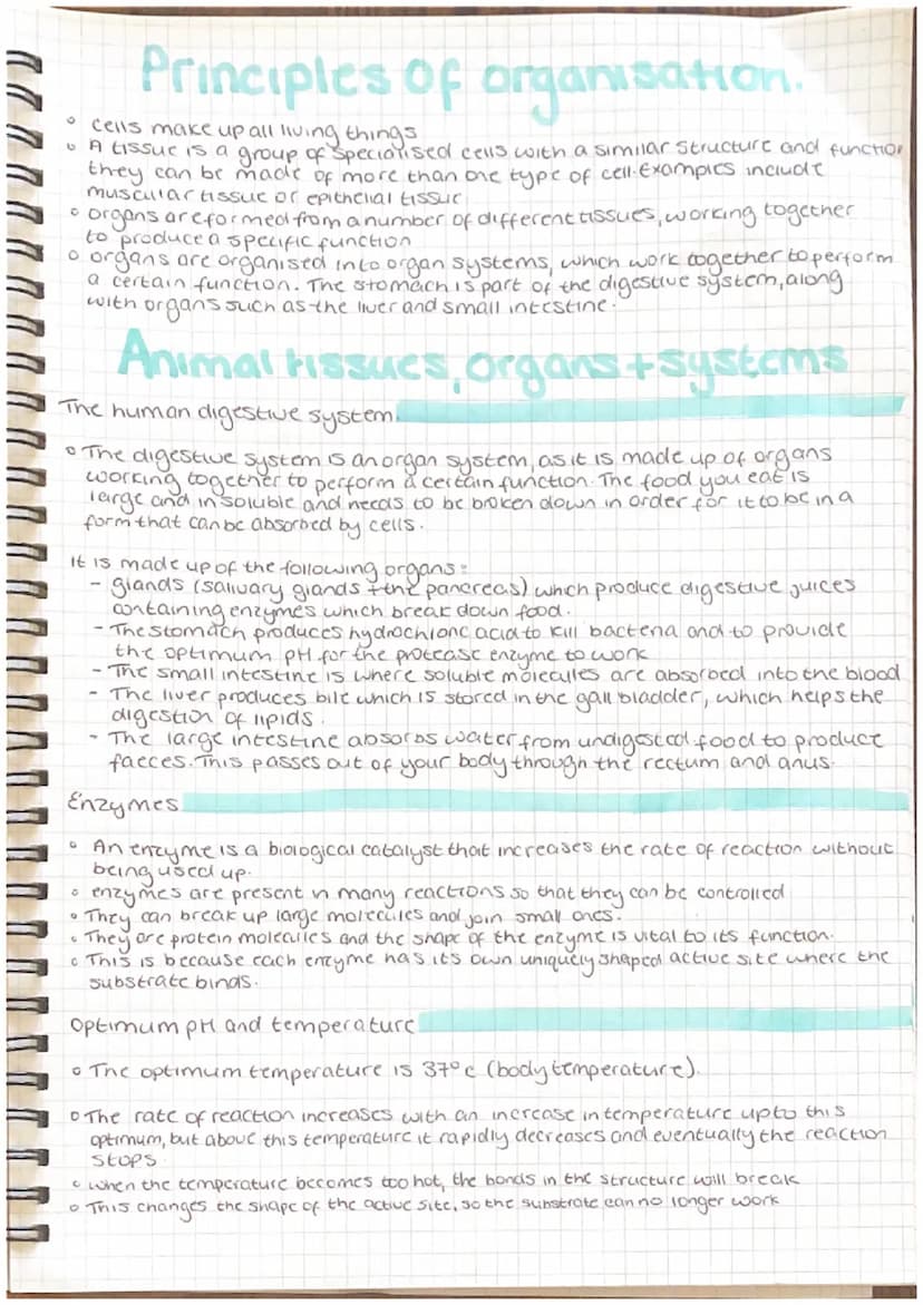 
<h2 id="arteries">Arteries</h2>
<p>Arteries are characterized by a thick layer of muscle and elastic fibers, a small lumen, and a thick out