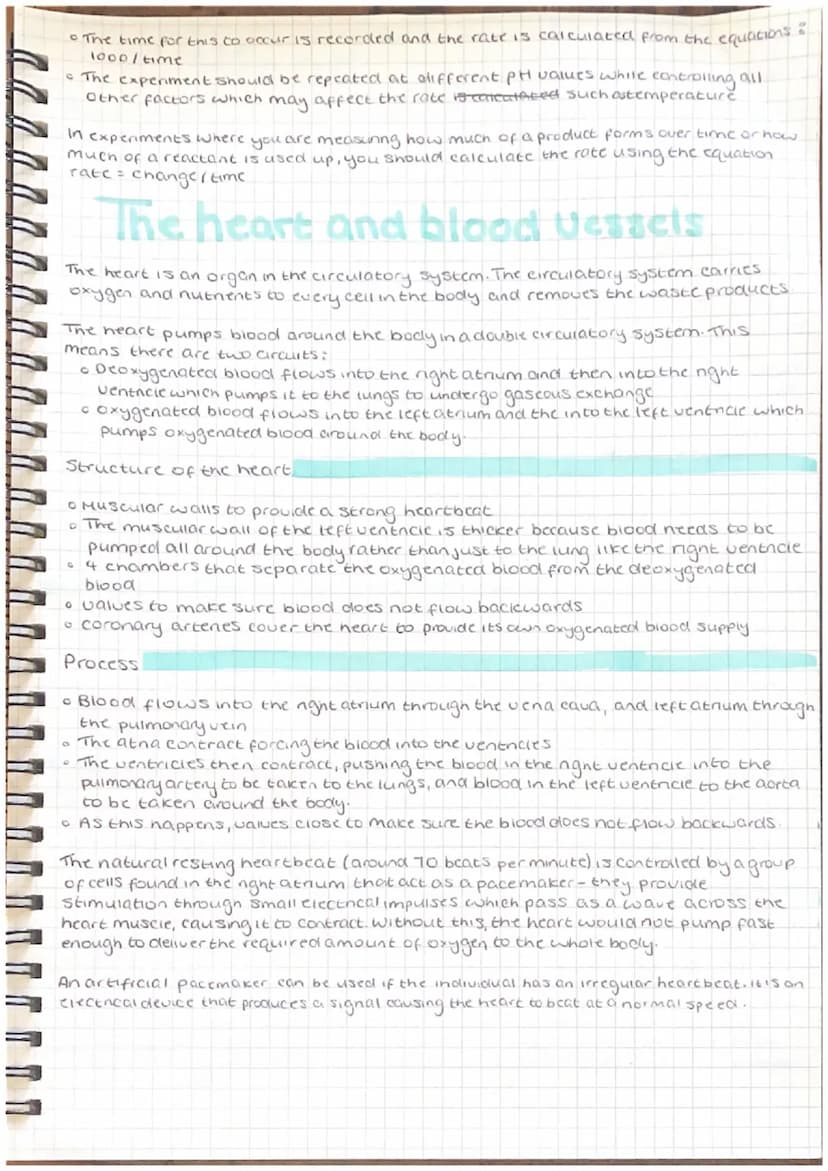
<h2 id="arteries">Arteries</h2>
<p>Arteries are characterized by a thick layer of muscle and elastic fibers, a small lumen, and a thick out