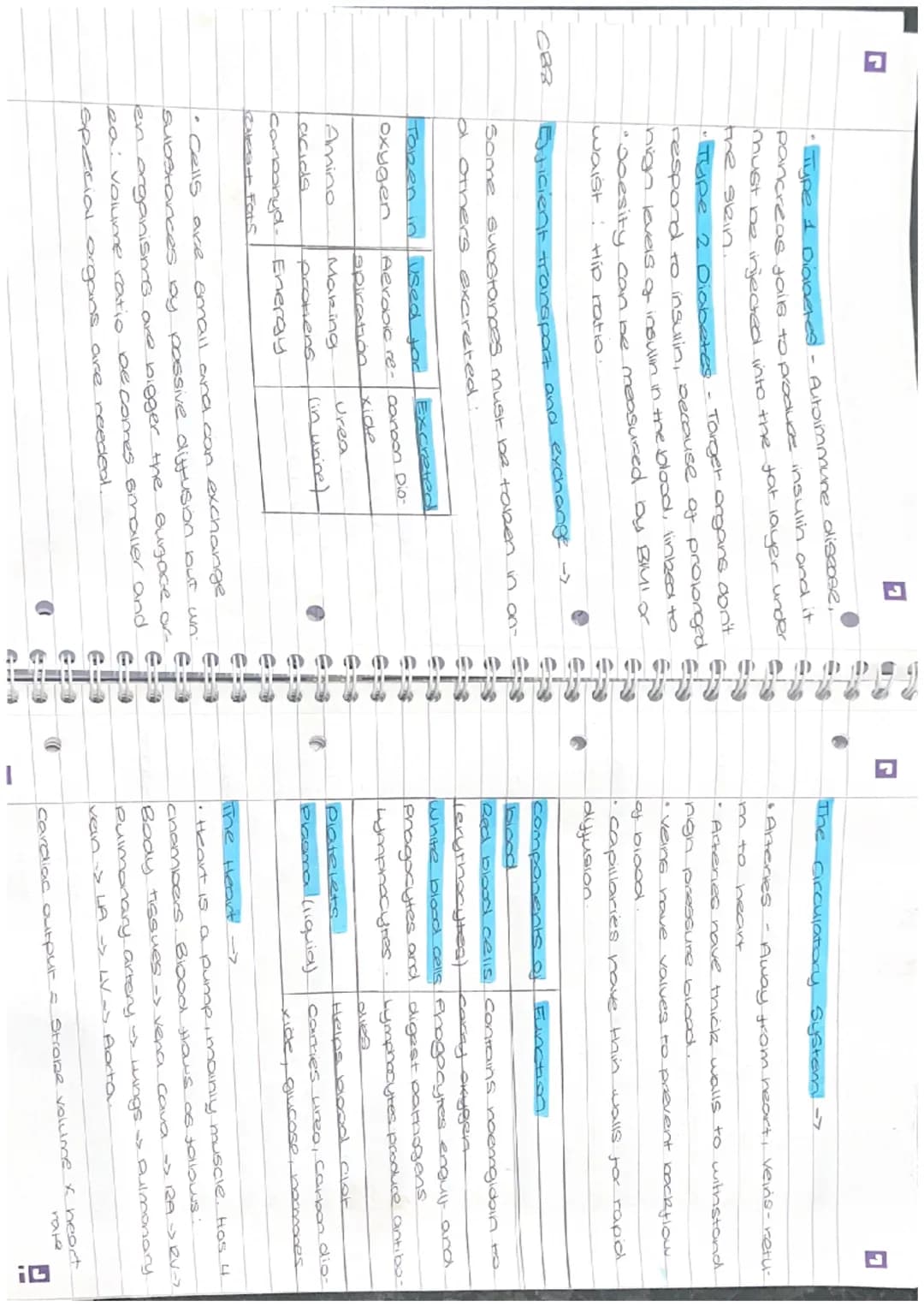 Di
revision
Biology Paper 2
Photosynthesis ->
• Photosynthesis takes place in chloroplasts
• Photosynthesis provides the energy for all
plan