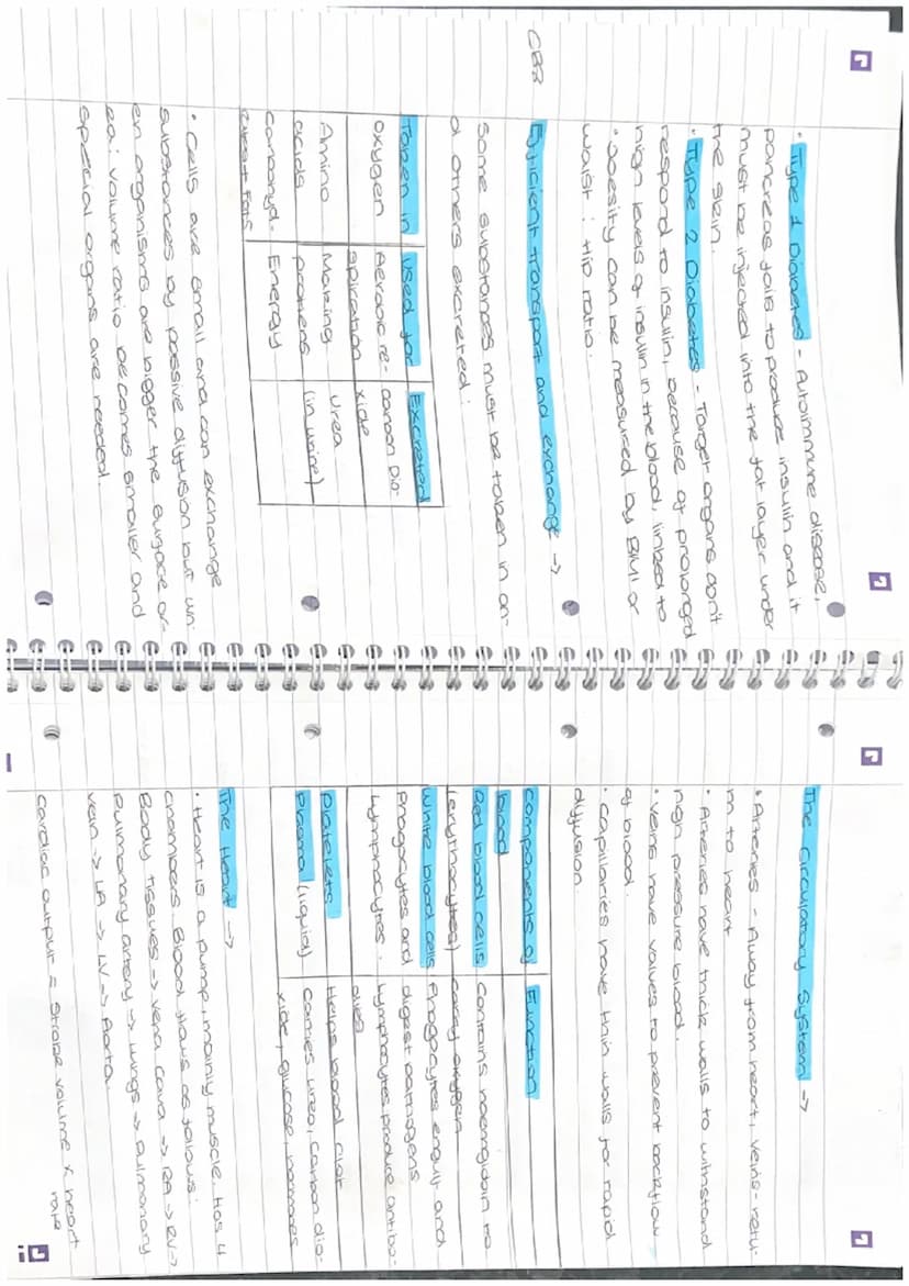Di
revision
Biology Paper 2
Photosynthesis ->
• Photosynthesis takes place in chloroplasts
• Photosynthesis provides the energy for all
plan