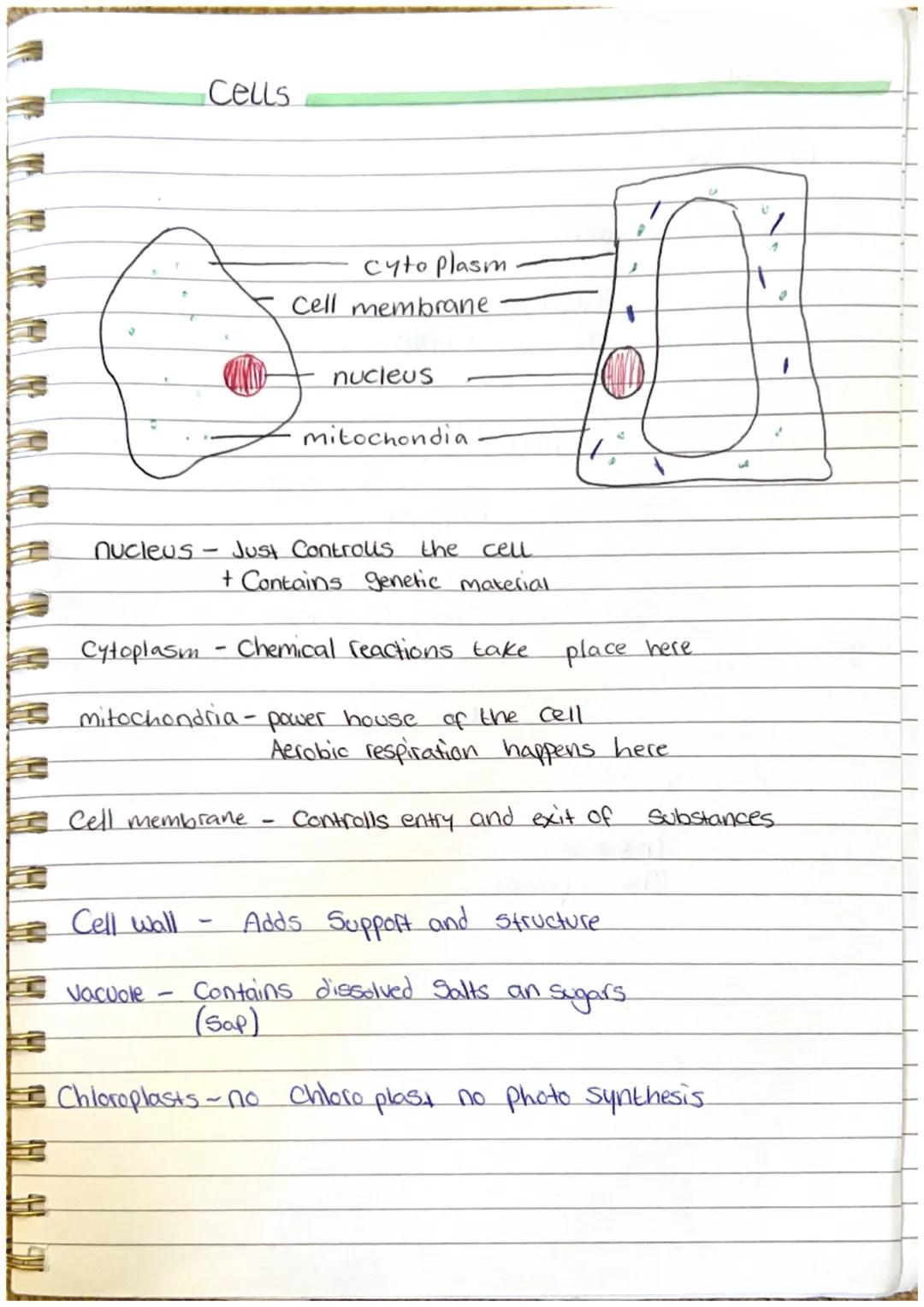 44 90
Cells
Cell membrane
nucleus. Just Controls the cell
+ Contains genetic material
Cell wall
cyto plasm
cell membrane
Cytoplasm - Chemica