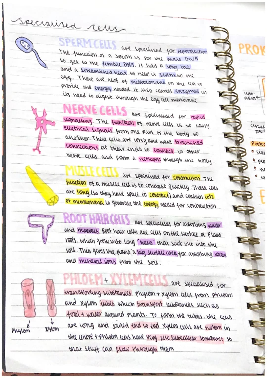 Specialised cells
7
Phylom
↓
xylom
SPERM CELLS
are specilised for reproduction
The function of a sperm is for the male DIVA
to get to the fe