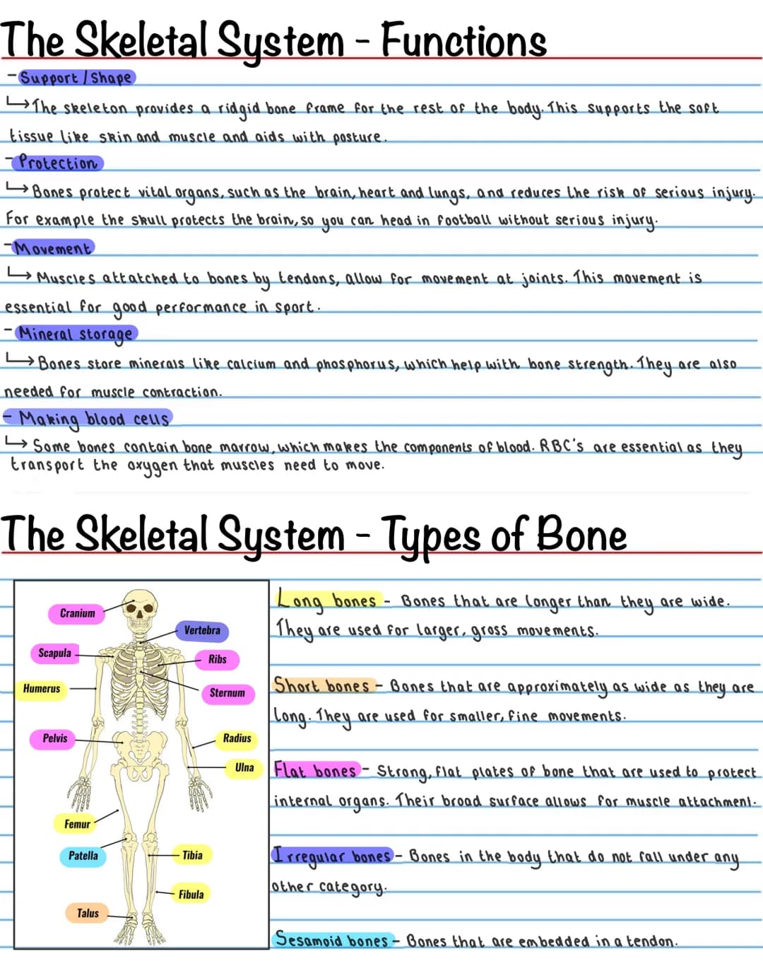 The Skeletal System - Functions
-Support / Shape
The skeleton provides a ridgid bone frame for the rest of the body. This supports the soft
