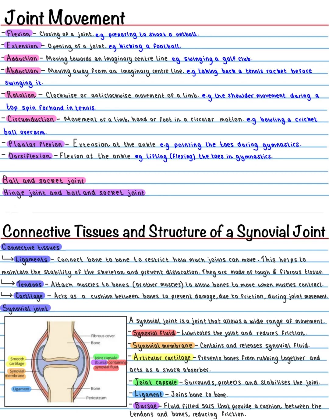 The Skeletal System - Functions
-Support / Shape
The skeleton provides a ridgid bone frame for the rest of the body. This supports the soft
