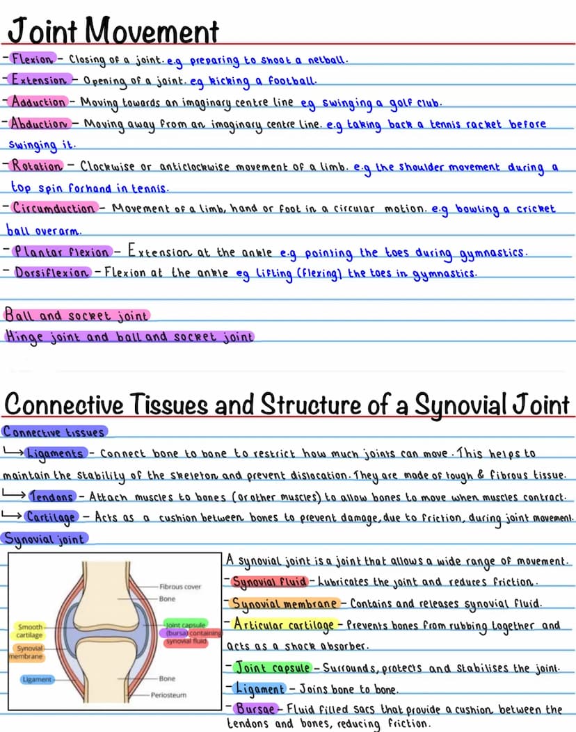 The Skeletal System - Functions
-Support / Shape
The skeleton provides a ridgid bone frame for the rest of the body. This supports the soft
