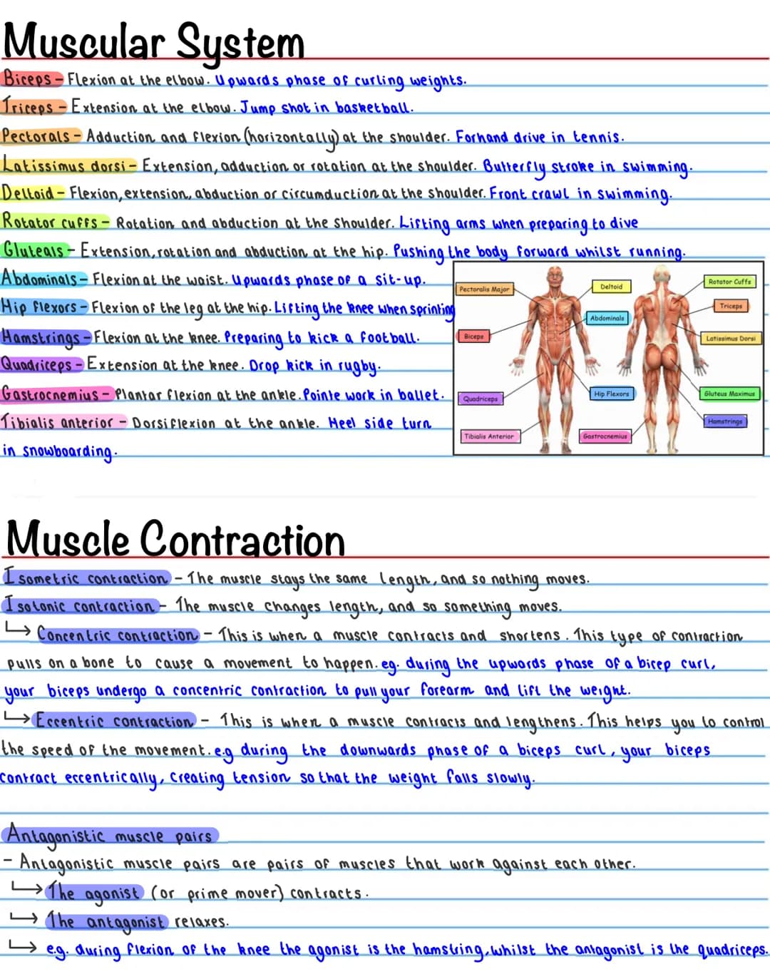 The Skeletal System - Functions
-Support / Shape
The skeleton provides a ridgid bone frame for the rest of the body. This supports the soft
