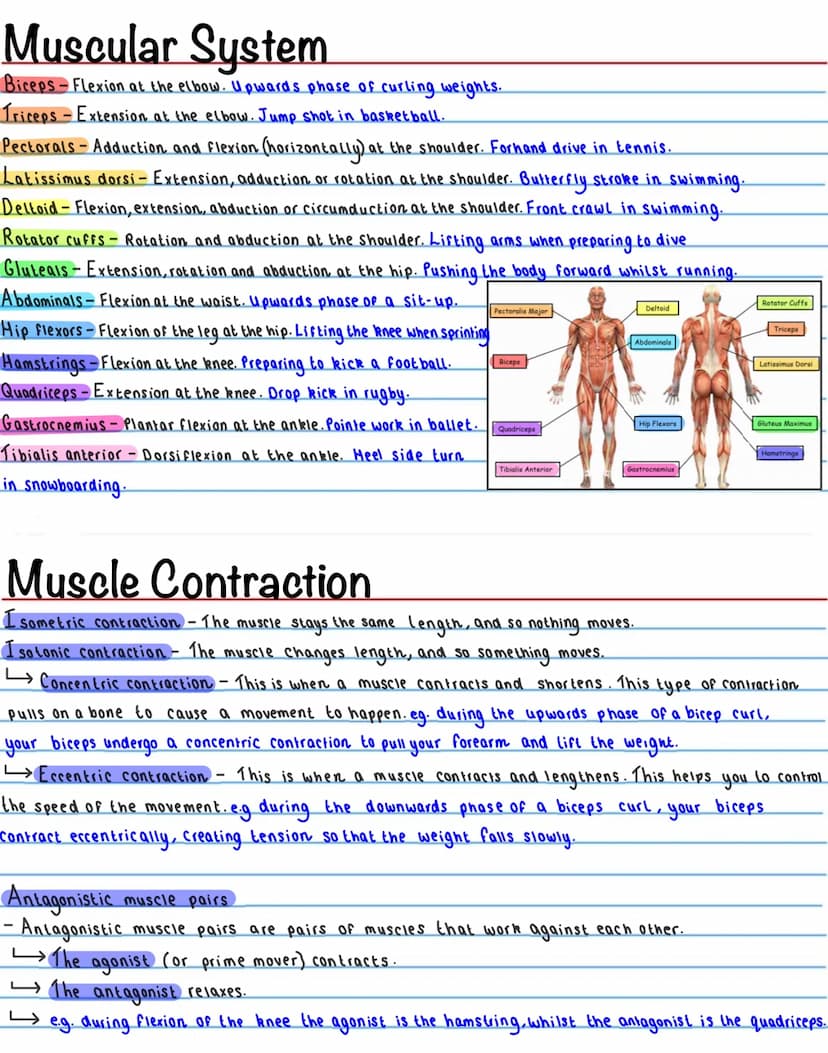 The Skeletal System - Functions
-Support / Shape
The skeleton provides a ridgid bone frame for the rest of the body. This supports the soft
