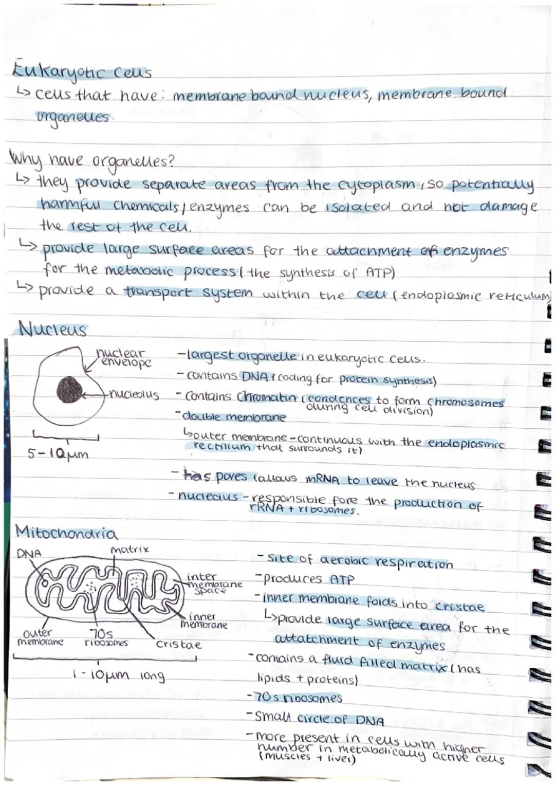 Prokaryotic cell
DNA-
mesosome.
(site of aerob
respiration)
70s
ribosome
Protein
Coat
-Slime Coat on some
bacteria
wall
-cell
-cell membrane