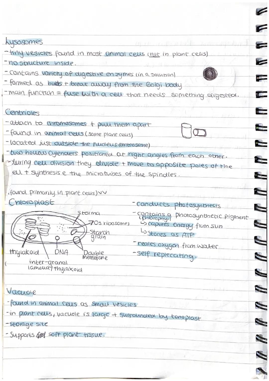 Prokaryotic cell
DNA-
mesosome.
(site of aerob
respiration)
70s
ribosome
Protein
Coat
-Slime Coat on some
bacteria
wall
-cell
-cell membrane