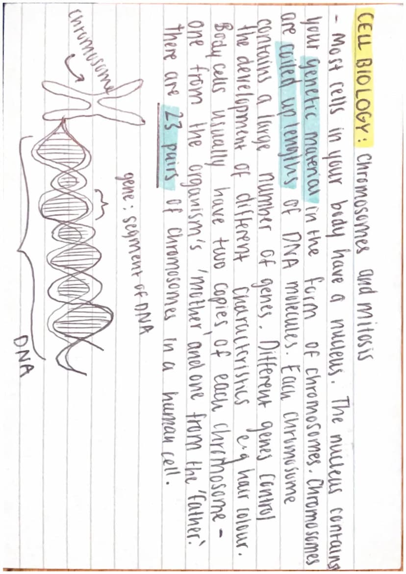 -
CELL BIOLOGY: Cells
Cells can be either prokaryotic or eukaryotic.
Eukaryotic = complex, include animul + plant cells.
Prokaryotic = small