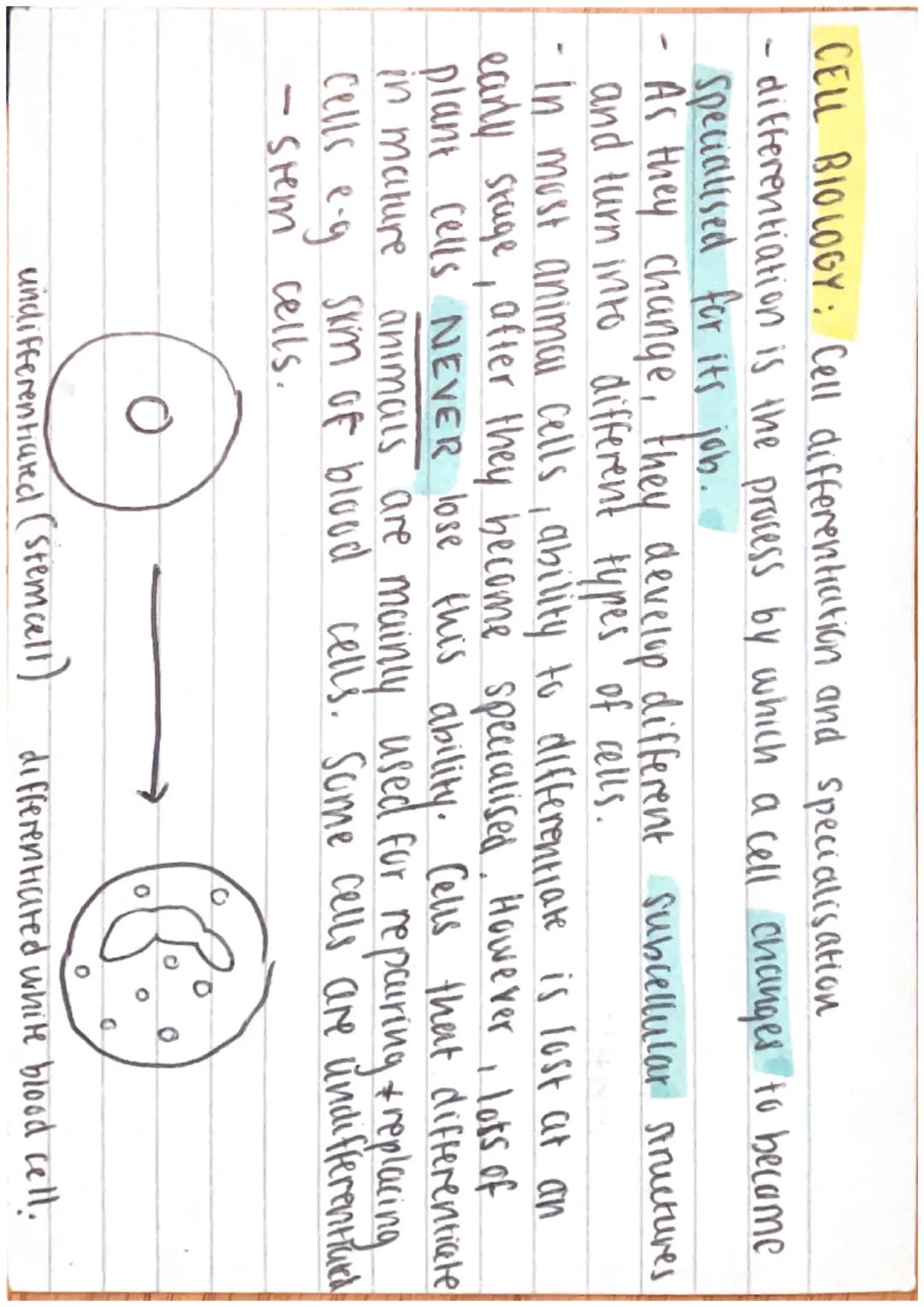 -
CELL BIOLOGY: Cells
Cells can be either prokaryotic or eukaryotic.
Eukaryotic = complex, include animul + plant cells.
Prokaryotic = small