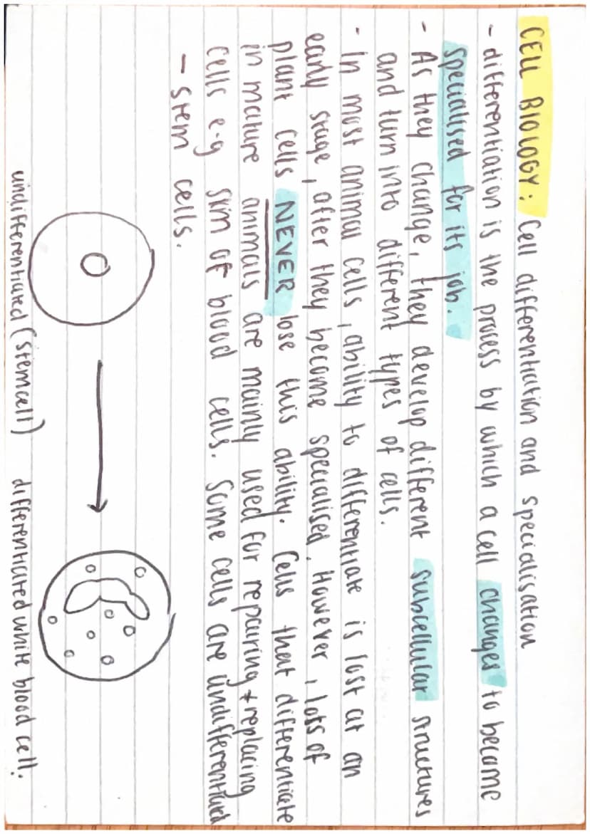 -
CELL BIOLOGY: Cells
Cells can be either prokaryotic or eukaryotic.
Eukaryotic = complex, include animul + plant cells.
Prokaryotic = small