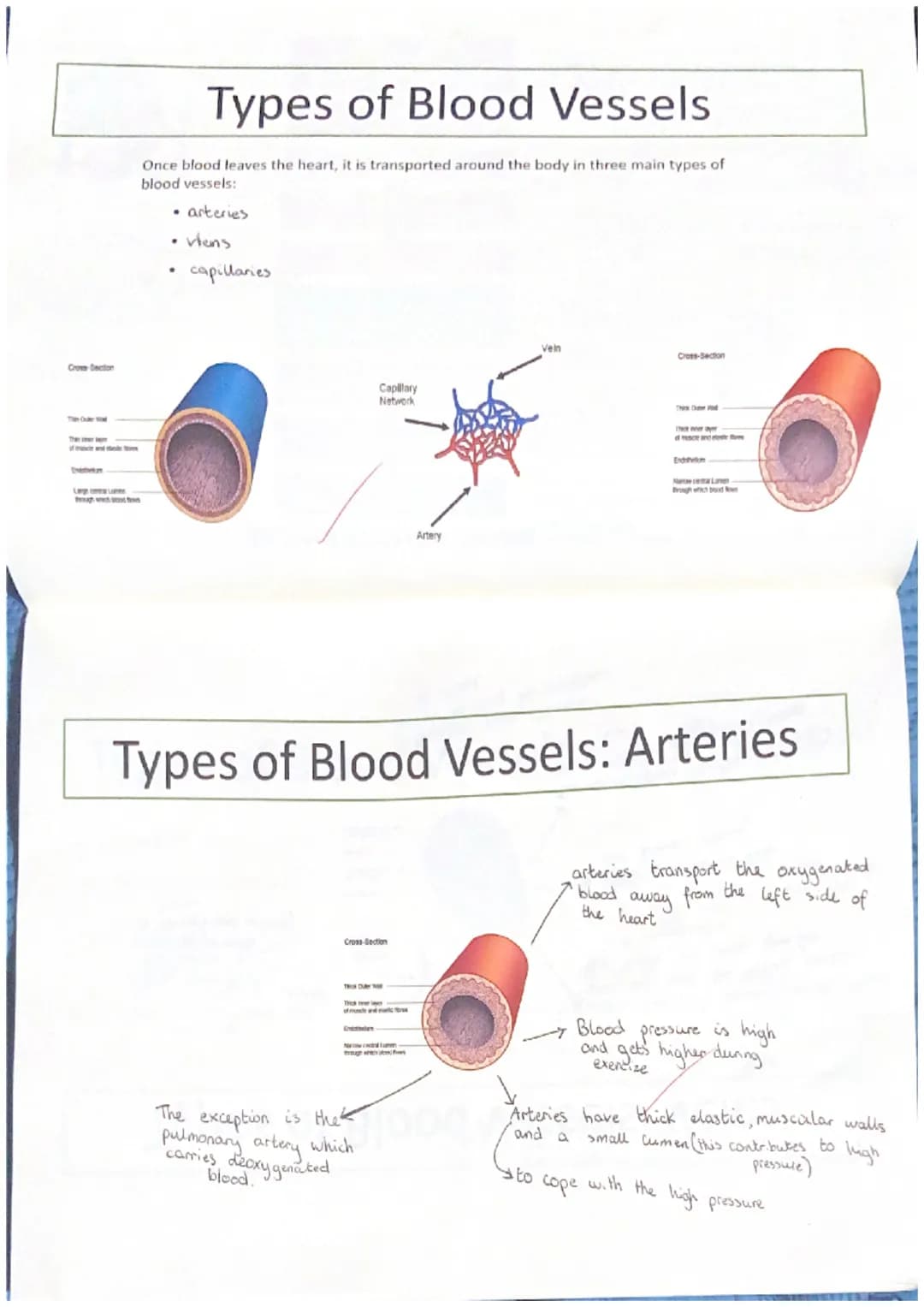 Functions of the Cardiovascular
System
Transportation
The heart pumps oxygenated blood when the body
out of the heart and the blood
nutrient