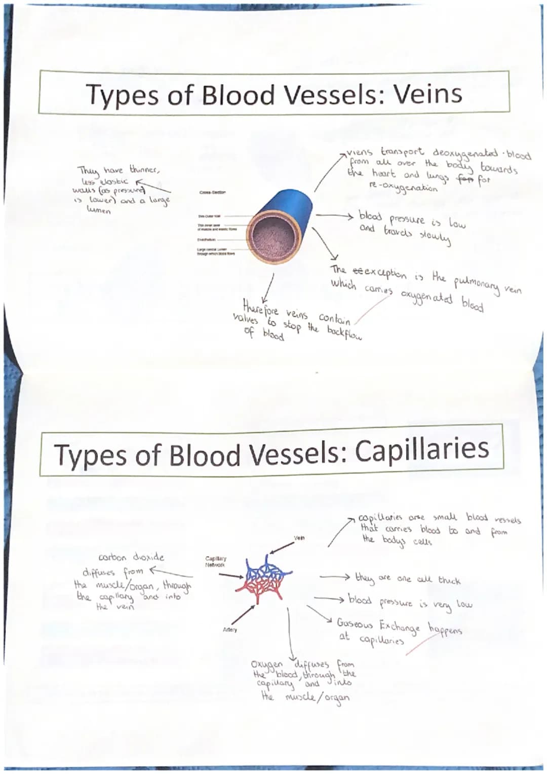 Functions of the Cardiovascular
System
Transportation
The heart pumps oxygenated blood when the body
out of the heart and the blood
nutrient