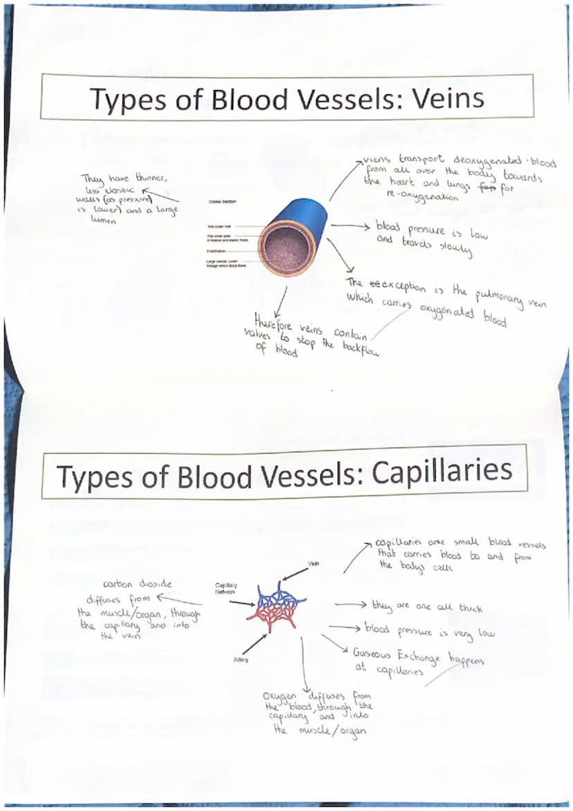 Functions of the Cardiovascular
System
Transportation
The heart pumps oxygenated blood when the body
out of the heart and the blood
nutrient