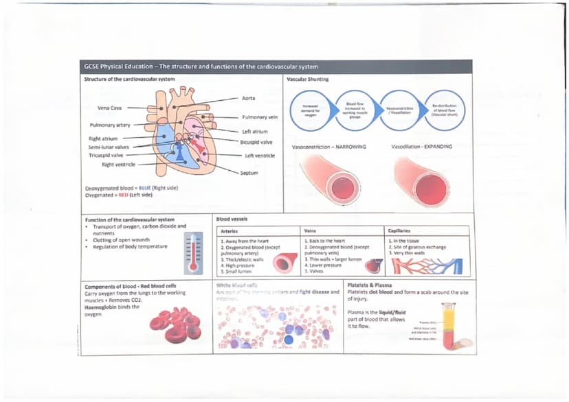 Functions of the Cardiovascular
System
Transportation
The heart pumps oxygenated blood when the body
out of the heart and the blood
nutrient