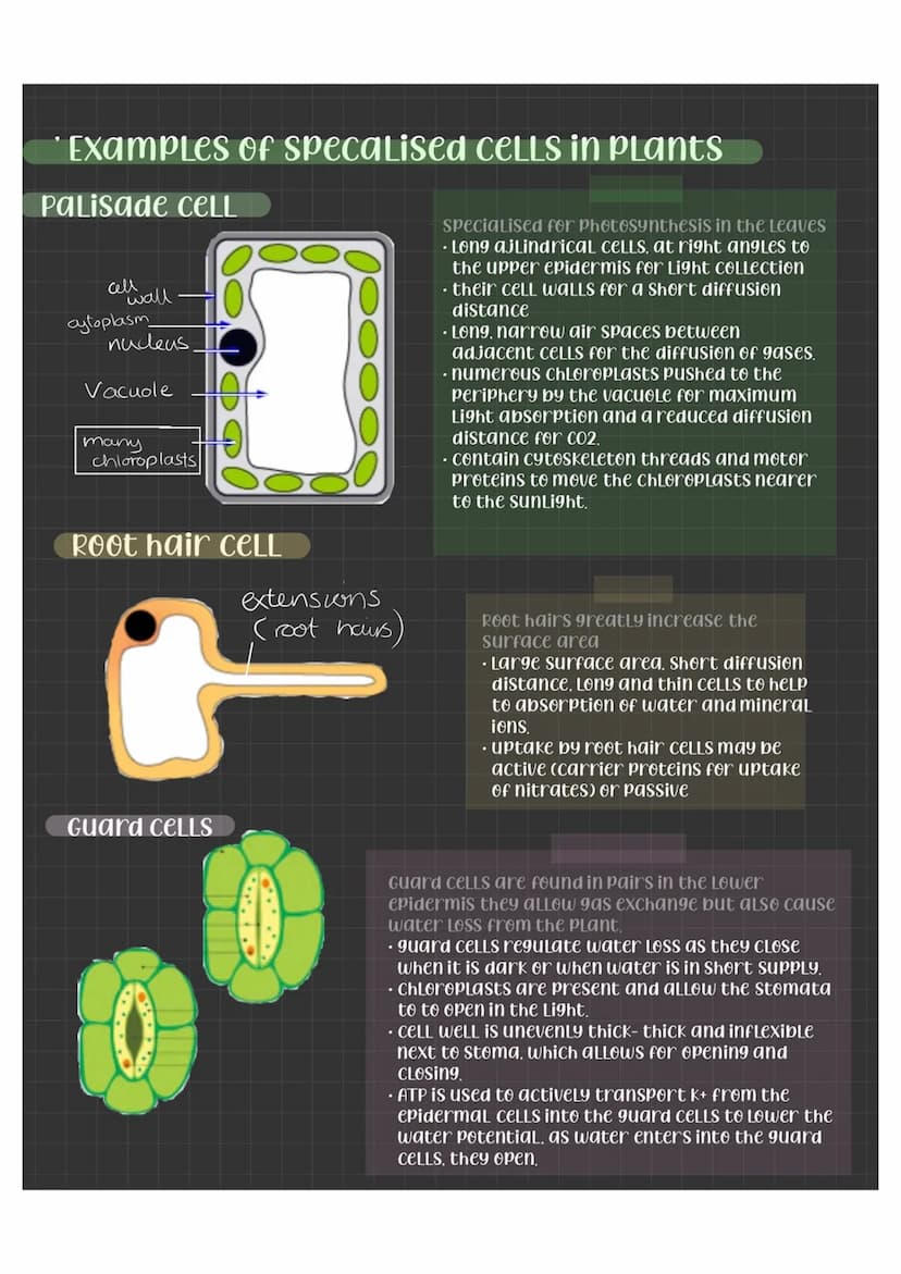 Specialised CELLS
CELLS become specialised by differentiation - the
number of organelles can change, the shape, and
CELLULar contents differ