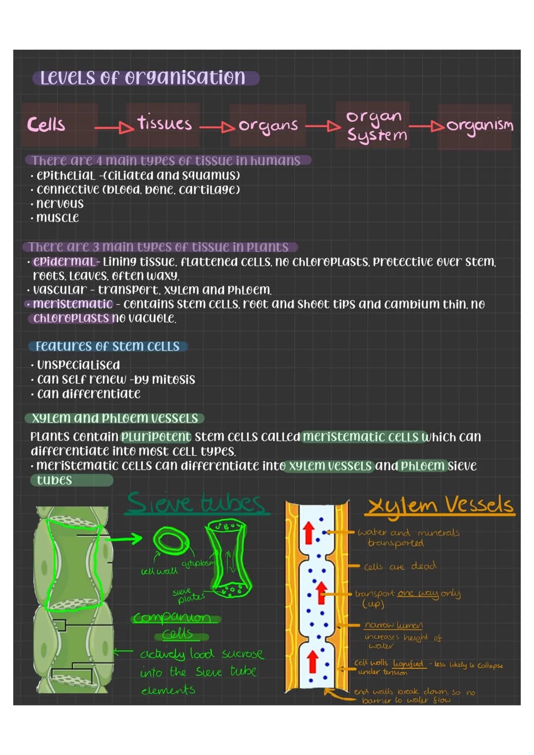 Specialised CELLS
CELLS become specialised by differentiation - the
number of organelles can change, the shape, and
CELLULar contents differ