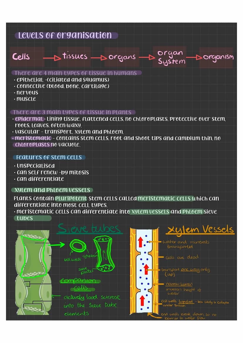 Specialised CELLS
CELLS become specialised by differentiation - the
number of organelles can change, the shape, and
CELLULar contents differ