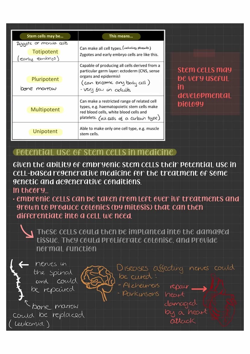 Specialised CELLS
CELLS become specialised by differentiation - the
number of organelles can change, the shape, and
CELLULar contents differ