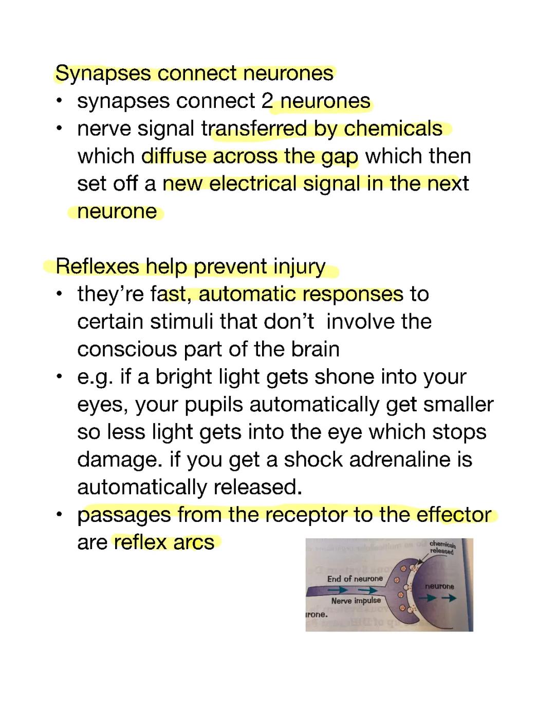 Synapses & Reflexes
