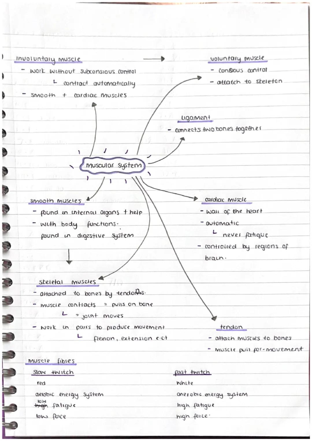 Involuntary muscle
L
work without subconsious contral
contract automatically.
Smooth + cardiac muscles.

voluntary muscle
Conßious control
a
