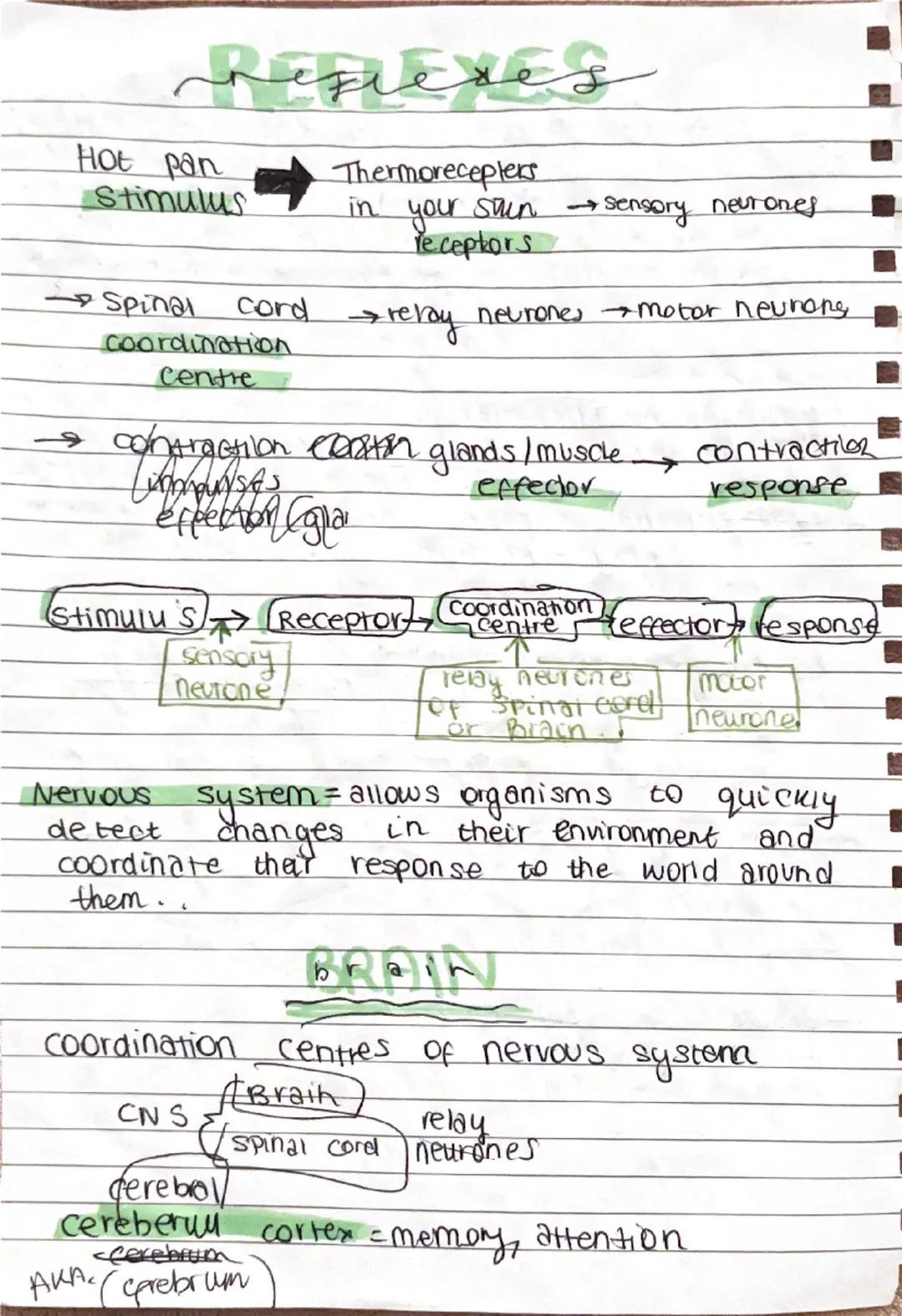 mitosis
•Type of cell division
• Important for the growth and development for
multicellular organisms.
• Needed to repair damage
→Body ceu d