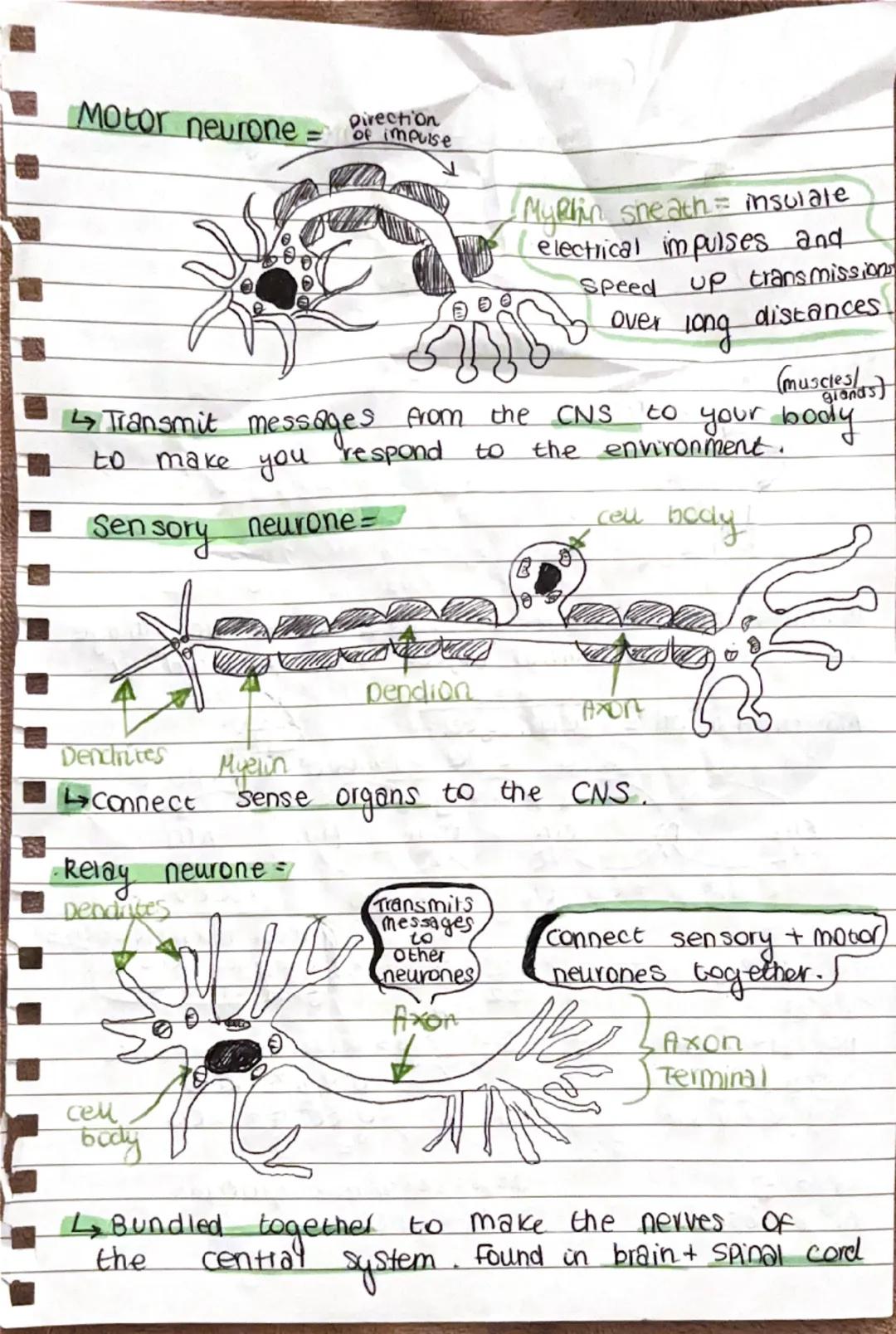 mitosis
•Type of cell division
• Important for the growth and development for
multicellular organisms.
• Needed to repair damage
→Body ceu d