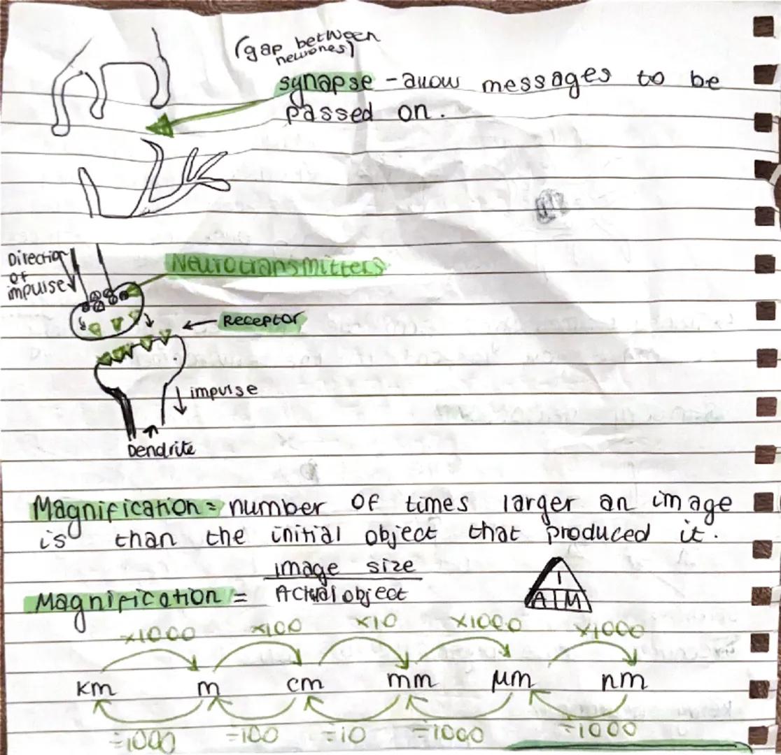 mitosis
•Type of cell division
• Important for the growth and development for
multicellular organisms.
• Needed to repair damage
→Body ceu d