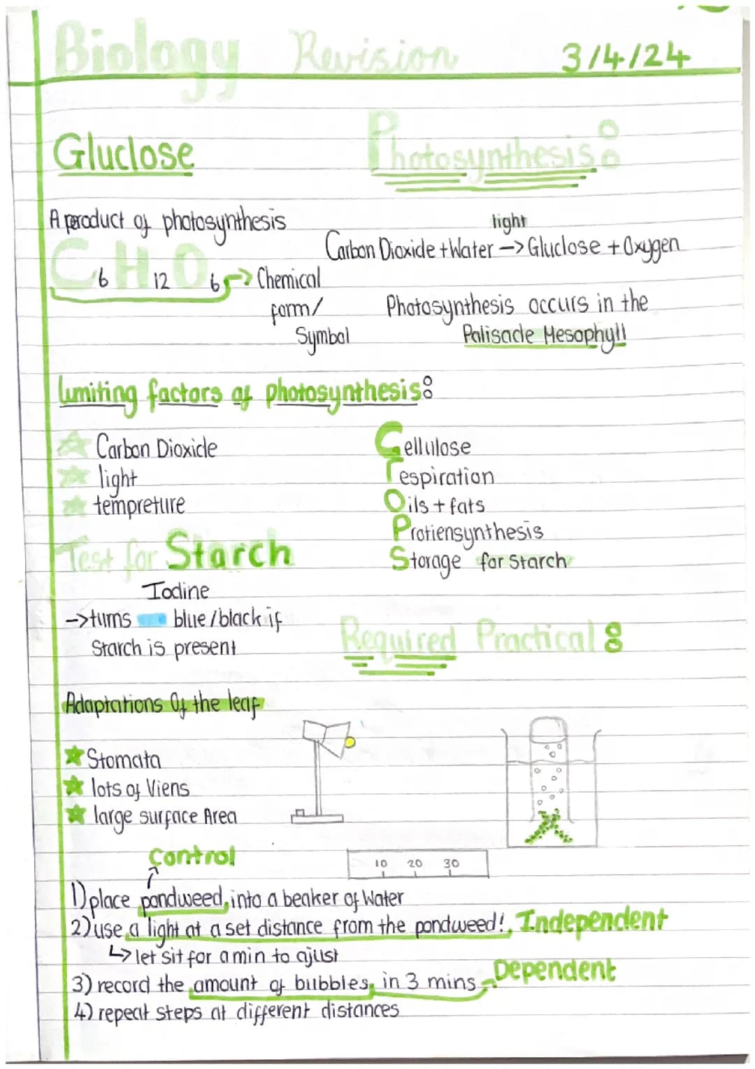 photosynthesis 