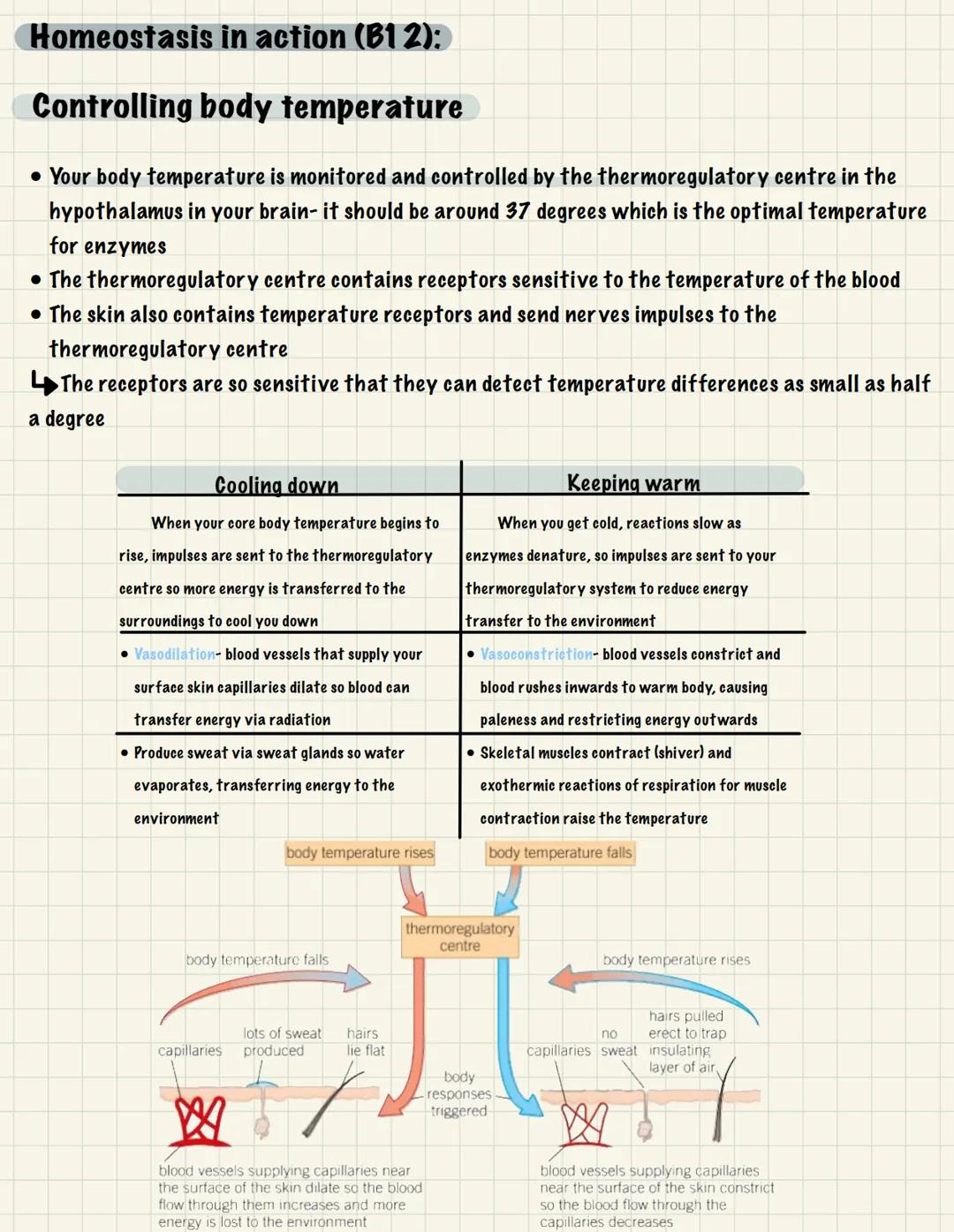 
<p>One of the essential functions of the human nervous system is to maintain homeostasis. This refers to the maintenance of a constant inte