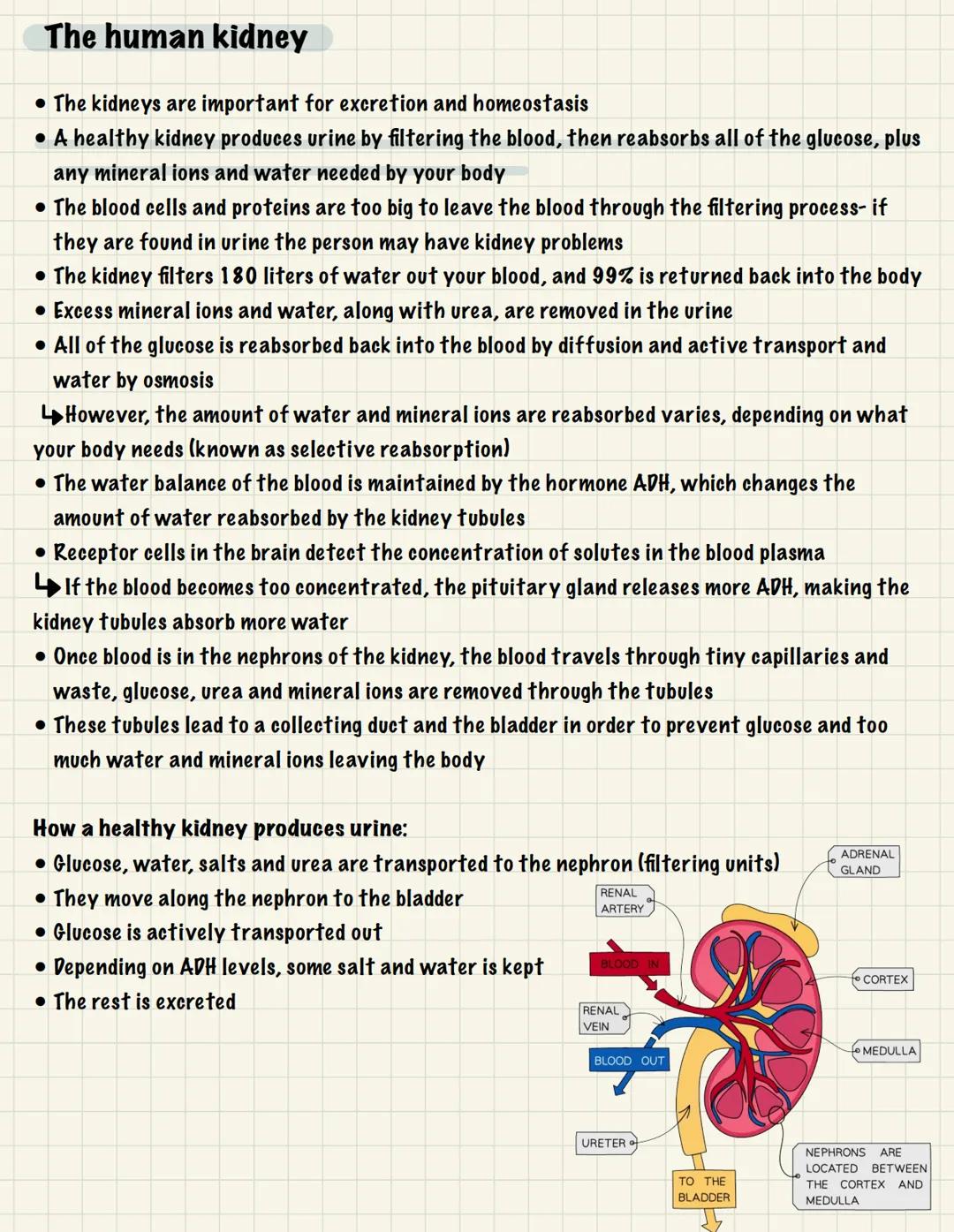 
<p>One of the essential functions of the human nervous system is to maintain homeostasis. This refers to the maintenance of a constant inte