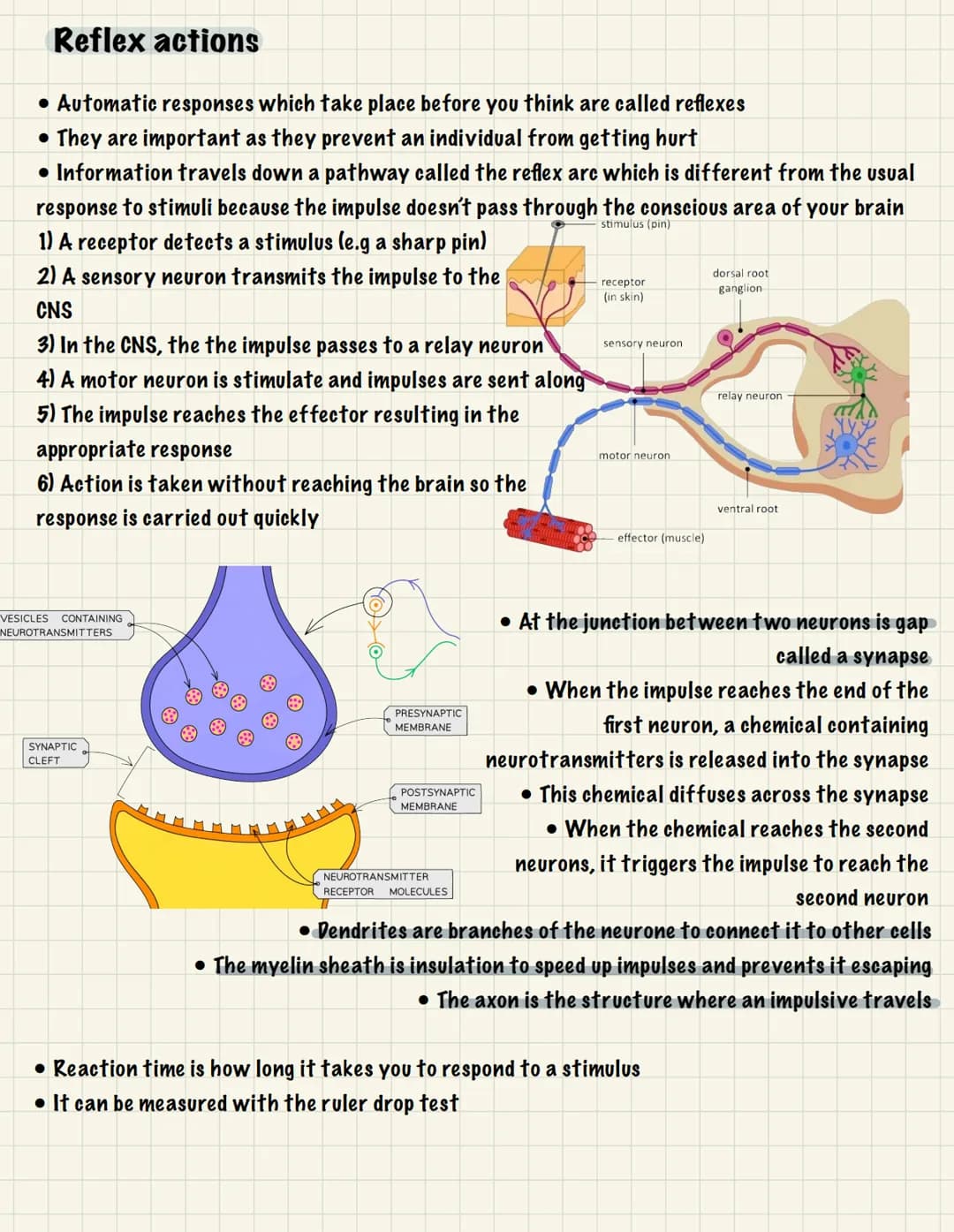 
<p>One of the essential functions of the human nervous system is to maintain homeostasis. This refers to the maintenance of a constant inte