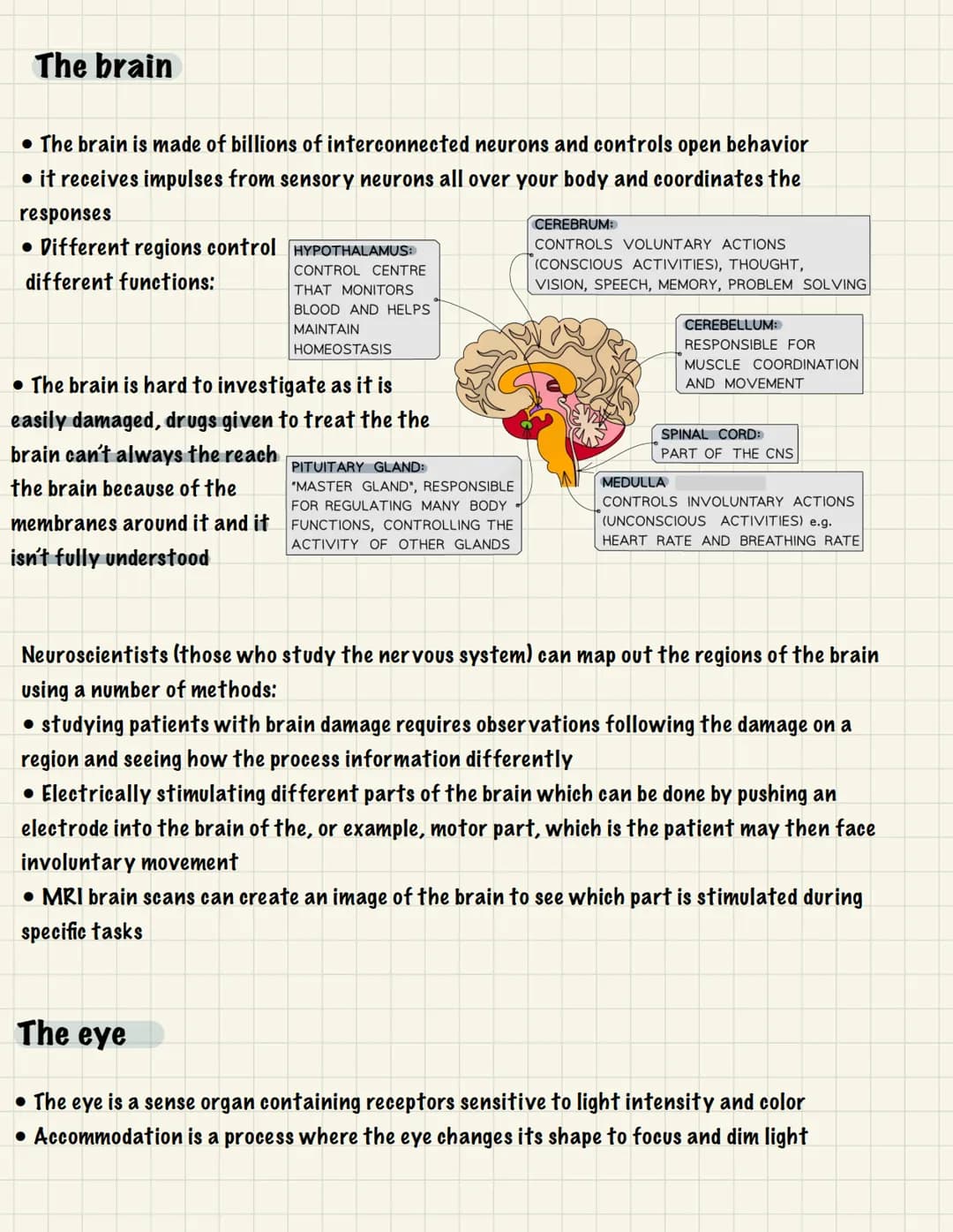 
<p>One of the essential functions of the human nervous system is to maintain homeostasis. This refers to the maintenance of a constant inte