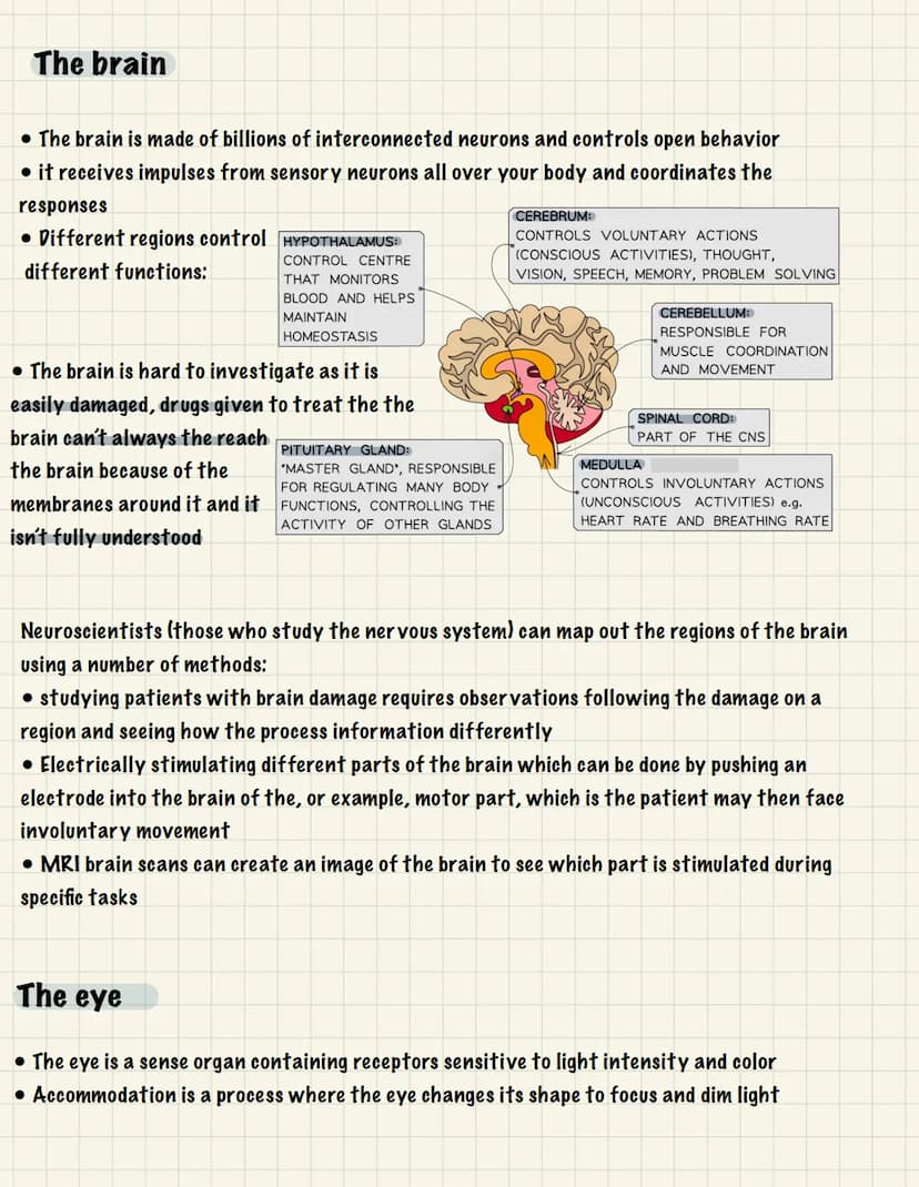 
<p>One of the essential functions of the human nervous system is to maintain homeostasis. This refers to the maintenance of a constant inte
