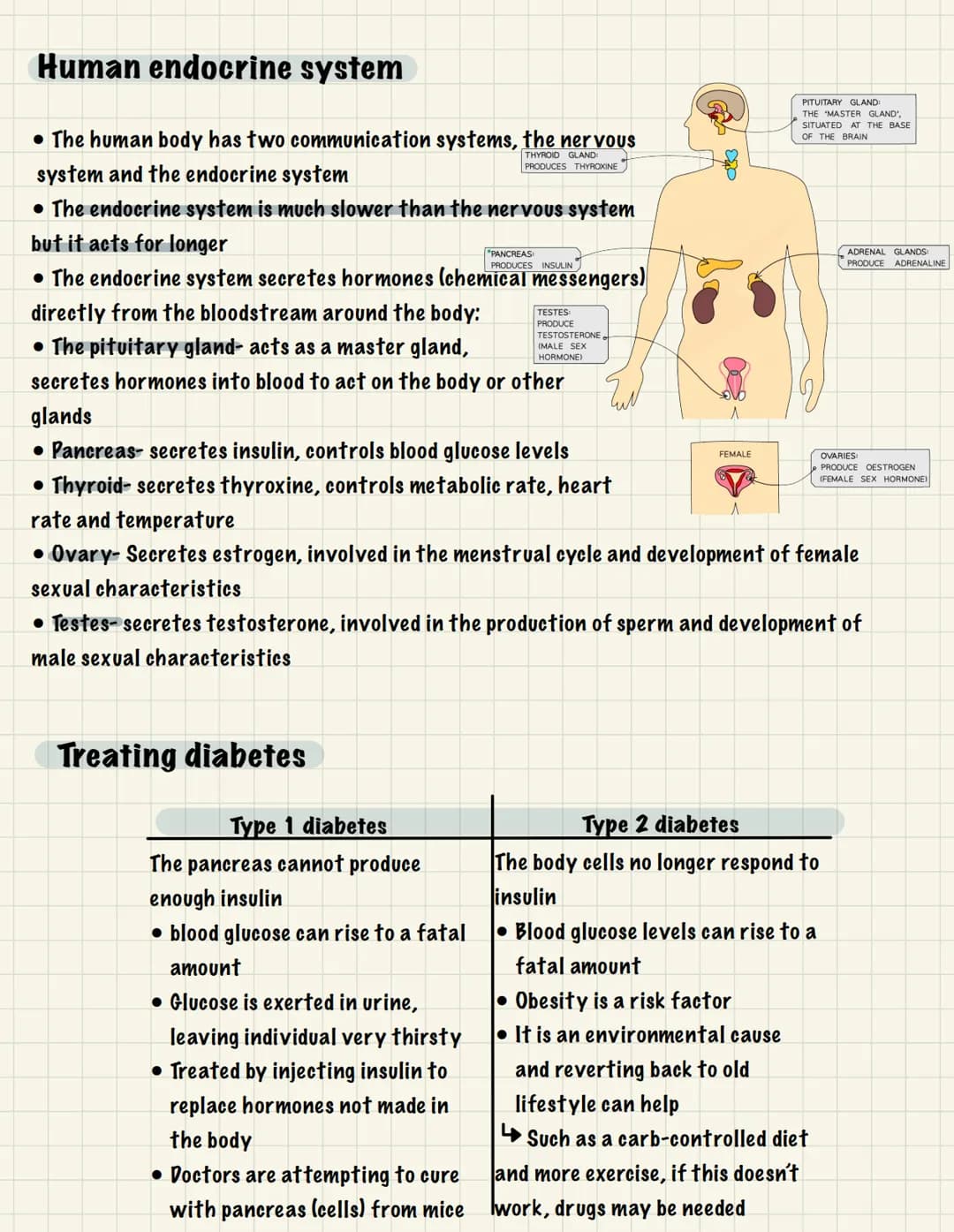 
<p>One of the essential functions of the human nervous system is to maintain homeostasis. This refers to the maintenance of a constant inte