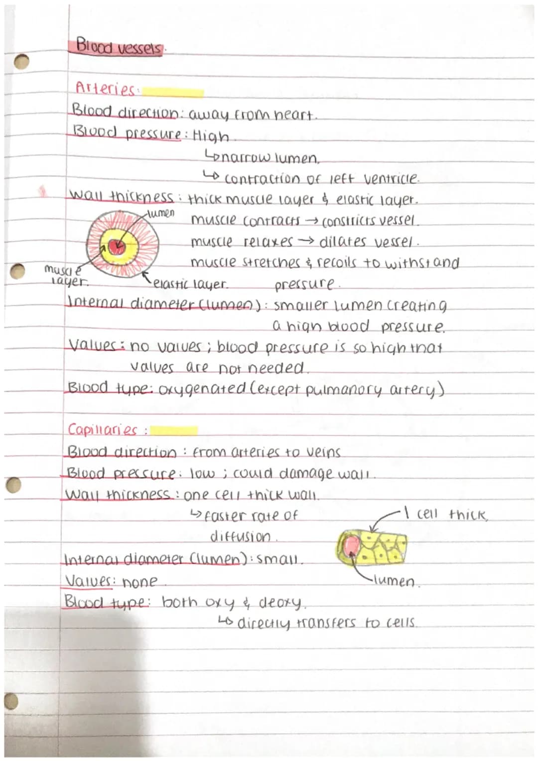 a
Blood vessels
Arteries:
Blood direction: away from heart.
Blood pressure: High.
↳narrow lumen,
Lo contraction of left ventricle.
wall thic