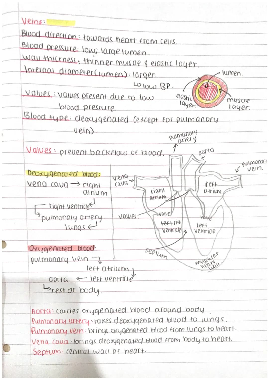 a
Blood vessels
Arteries:
Blood direction: away from heart.
Blood pressure: High.
↳narrow lumen,
Lo contraction of left ventricle.
wall thic