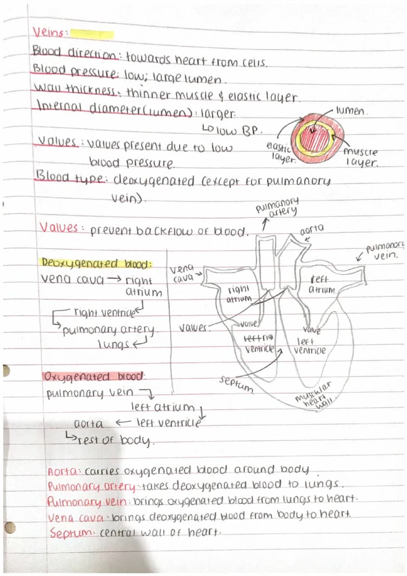 a
Blood vessels
Arteries:
Blood direction: away from heart.
Blood pressure: High.
↳narrow lumen,
Lo contraction of left ventricle.
wall thic