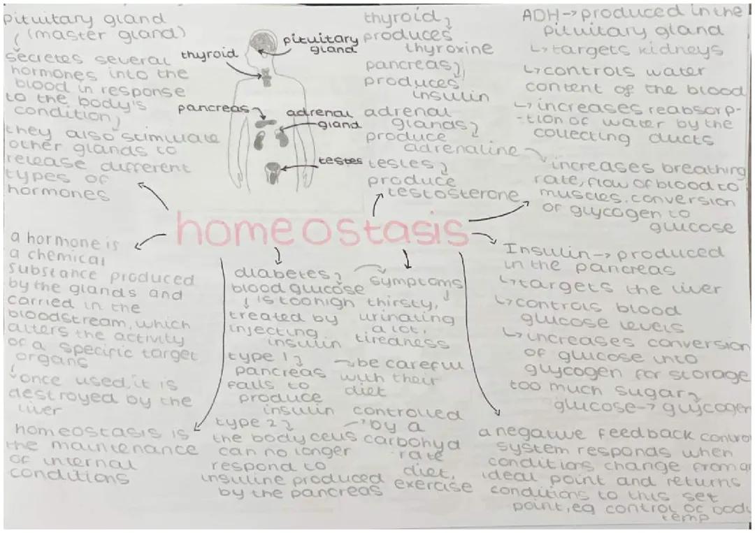 gcse biology paper 2 homeostasis, control of blood sugar, diabetes, hormones 