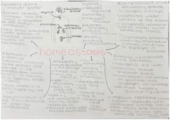 Know gcse biology paper 2 homeostasis, control of blood sugar, diabetes, hormones  thumbnail