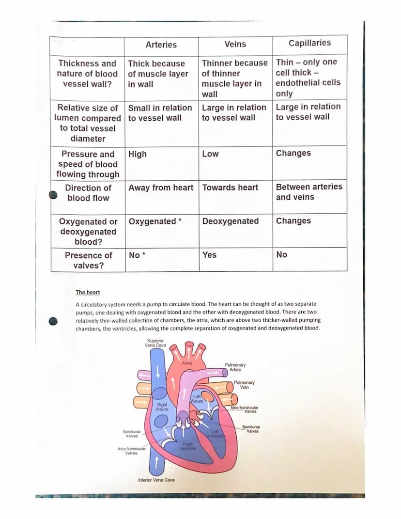 Features of a transport system
Transport systems in animals have:
Transport in animals notes
a suitable medium in which to carry materials
a