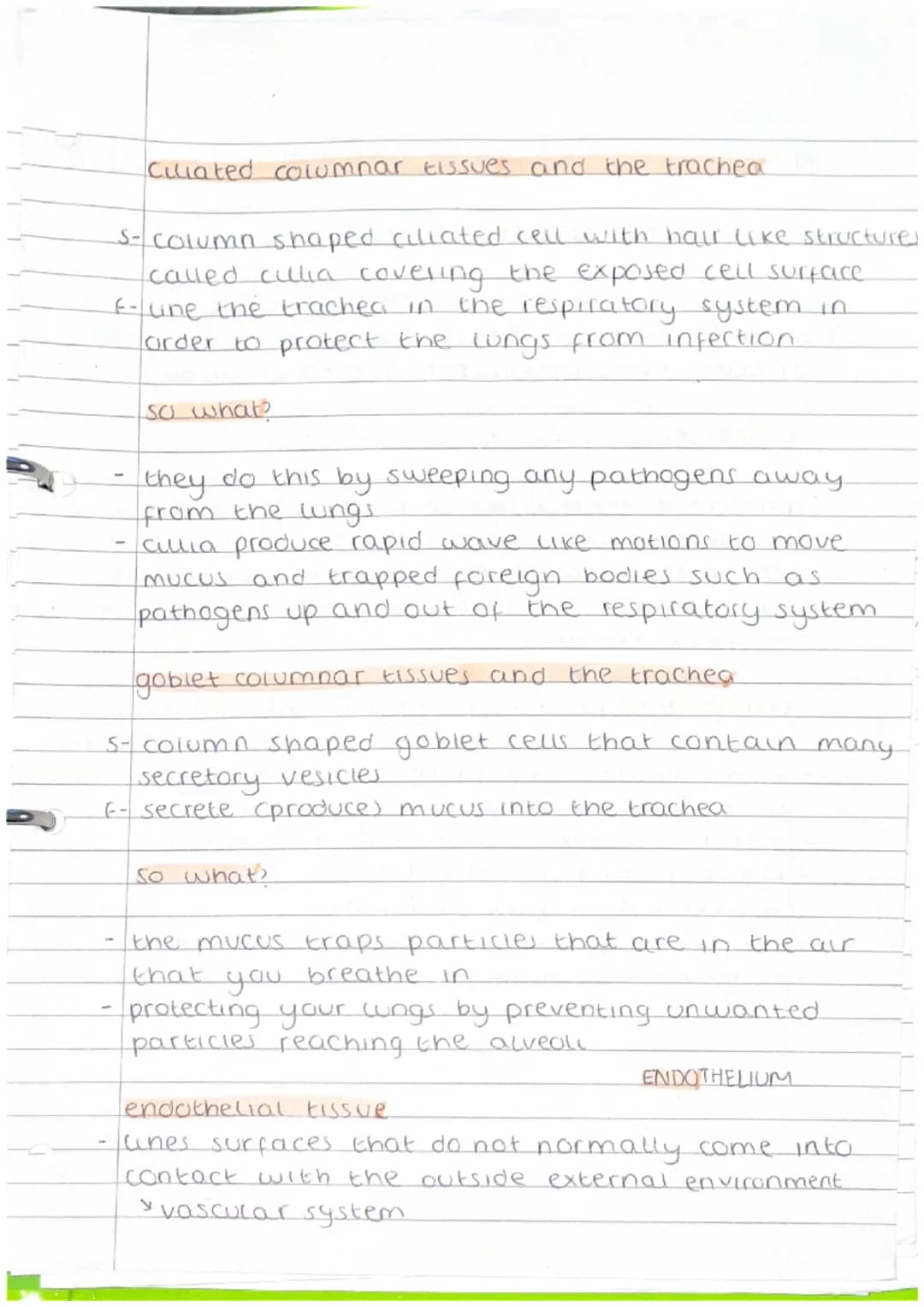 J
B3
Tissue
a group of similar specialised cells that have a
specific function.
Lining tissues.
epithelium and endothelwm are both types of
